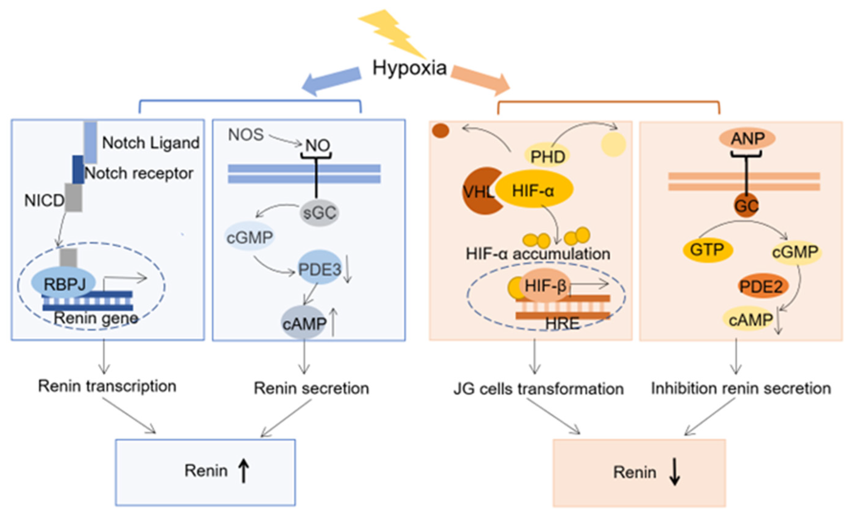 Biomedicines 11 02984 g002