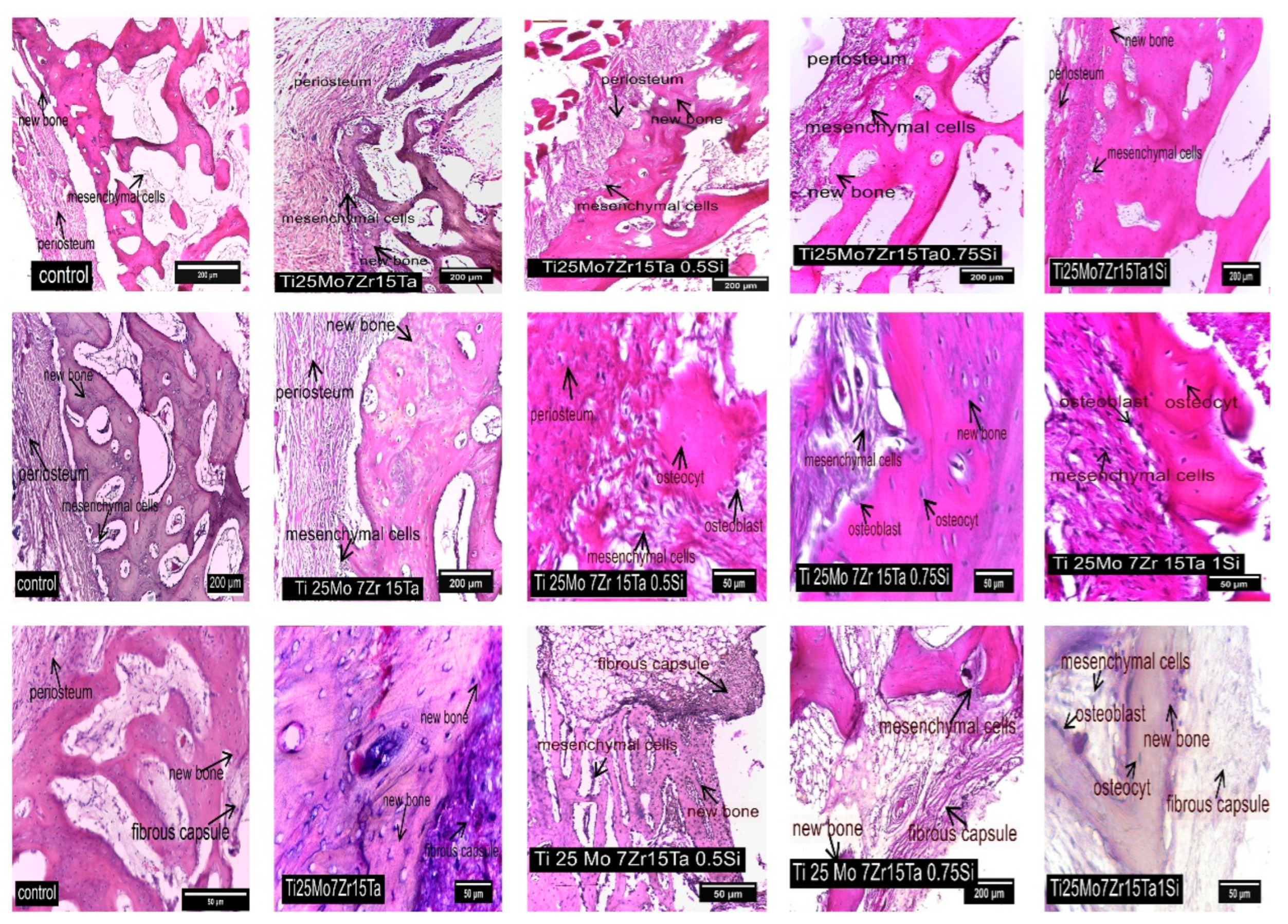 Biomedicines 11 02997 g007