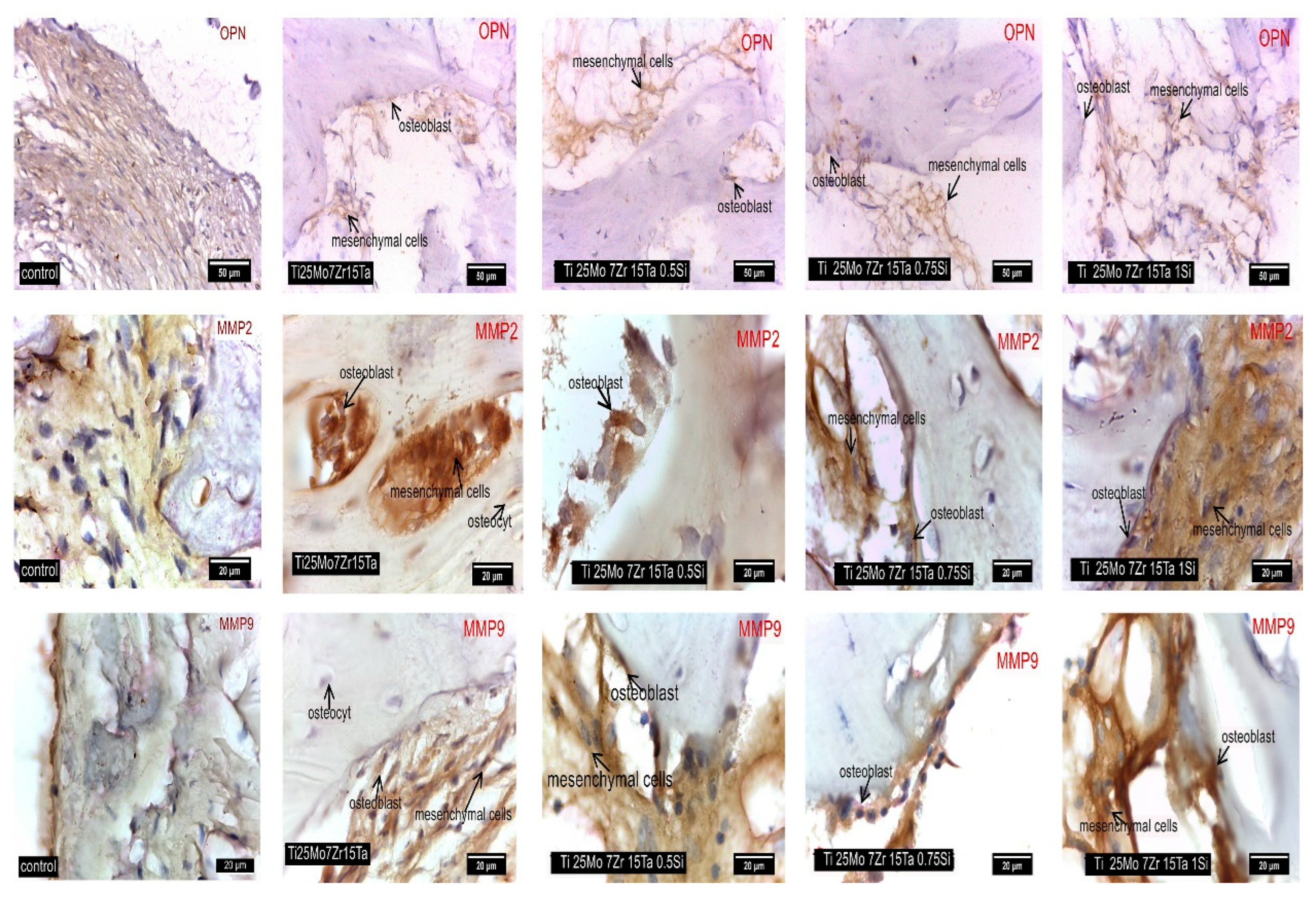 Biomedicines 11 02997 g008