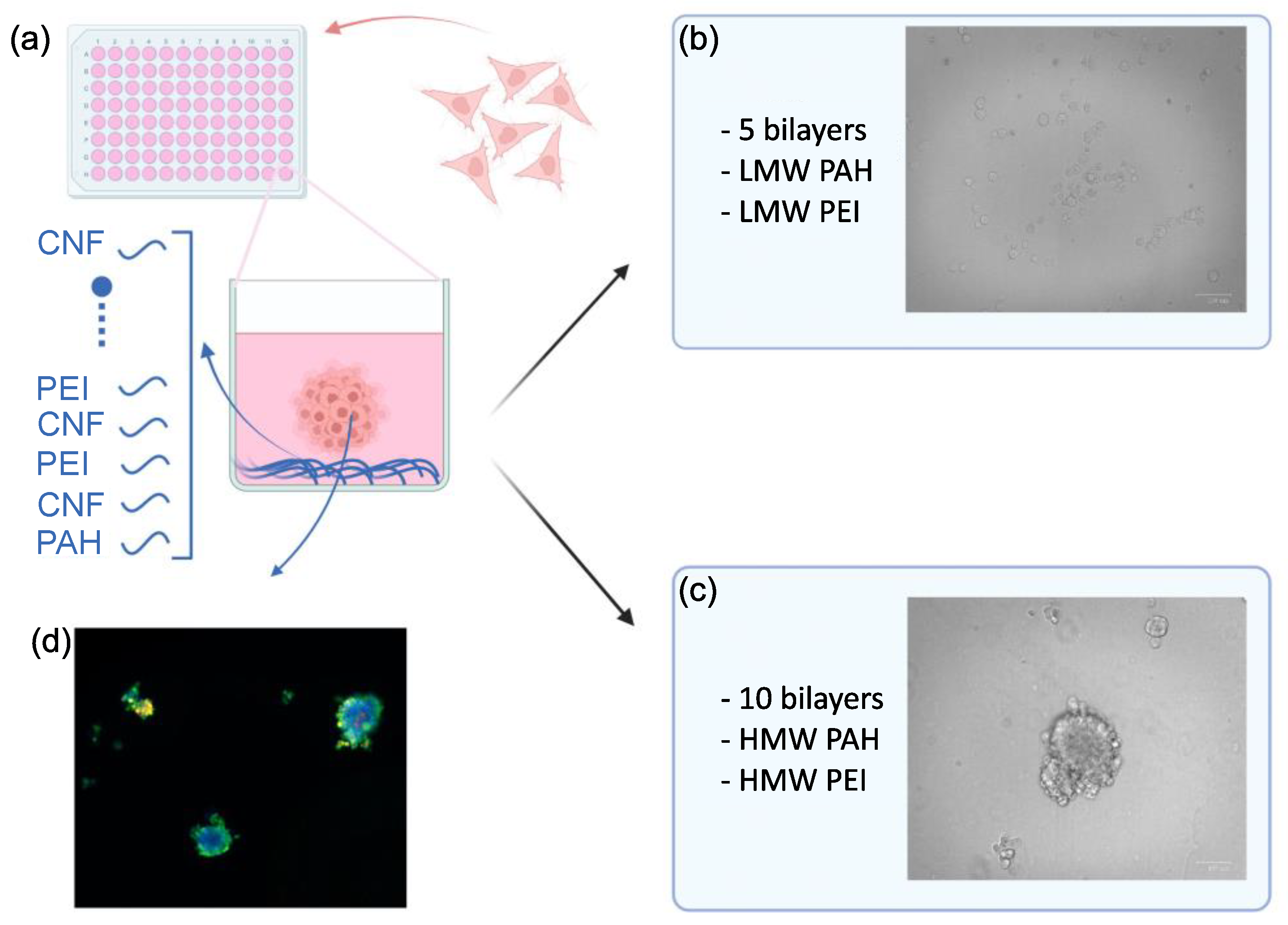 Biomedicines 11 03061 g001