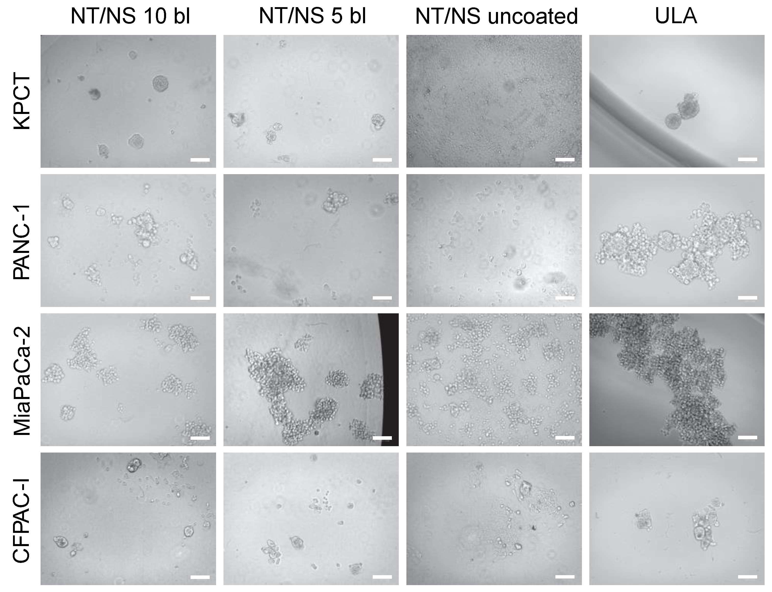 Biomedicines 11 03061 g003