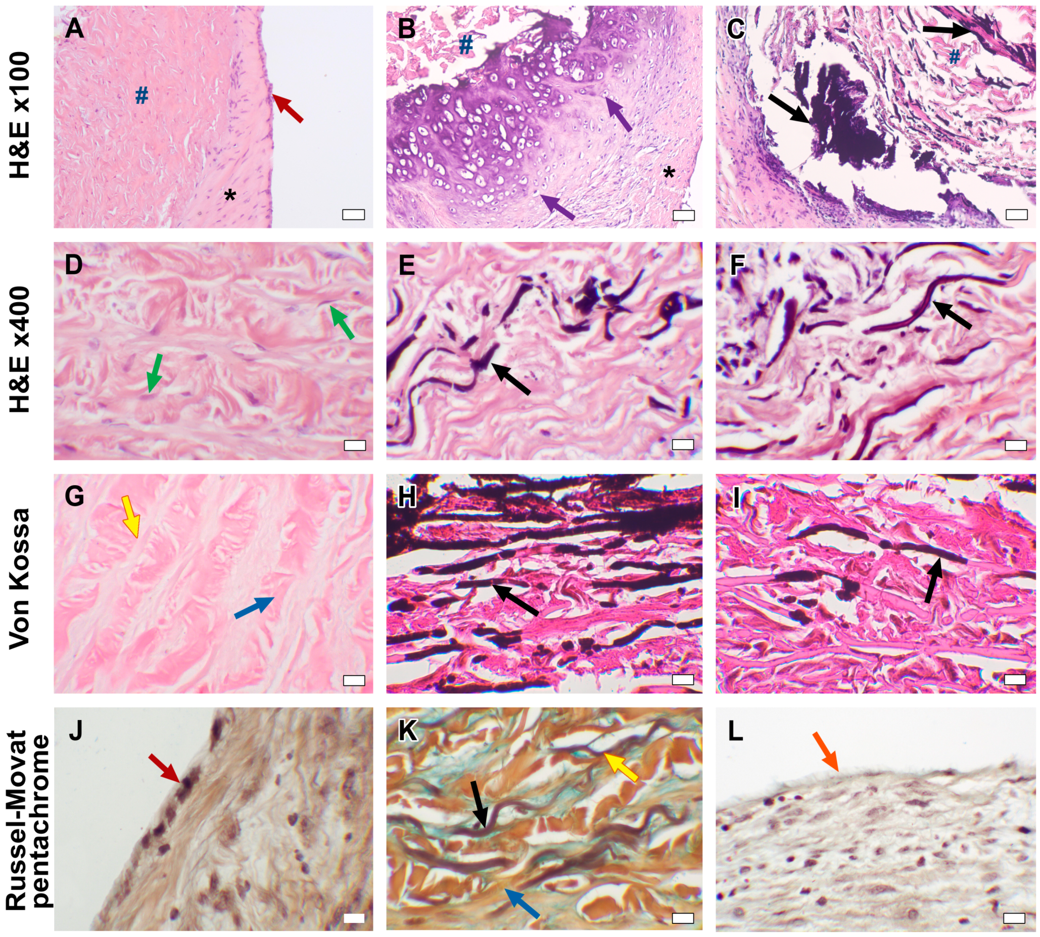 Biomedicines 11 03101 g004