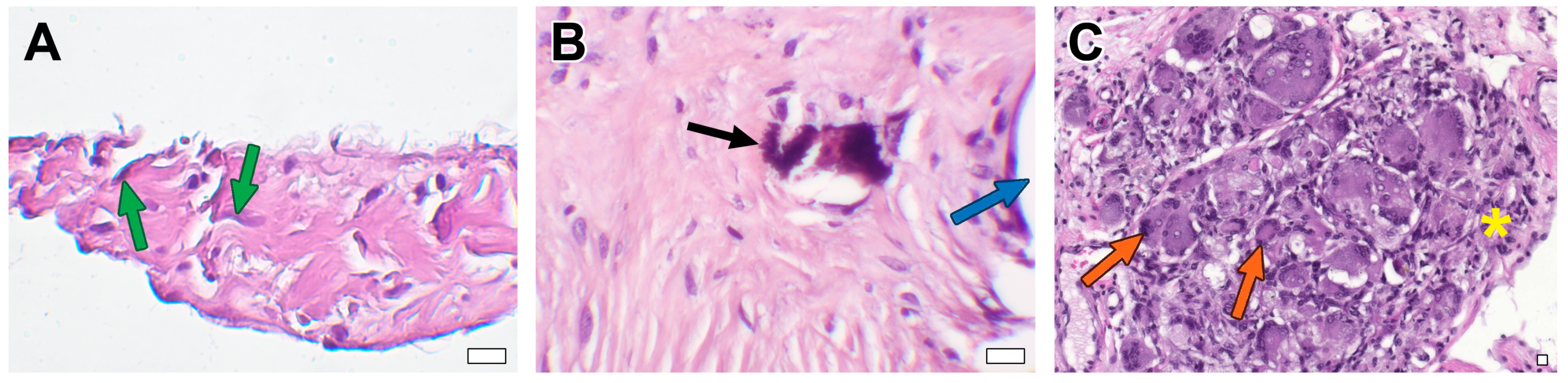 Biomedicines 11 03101 g005