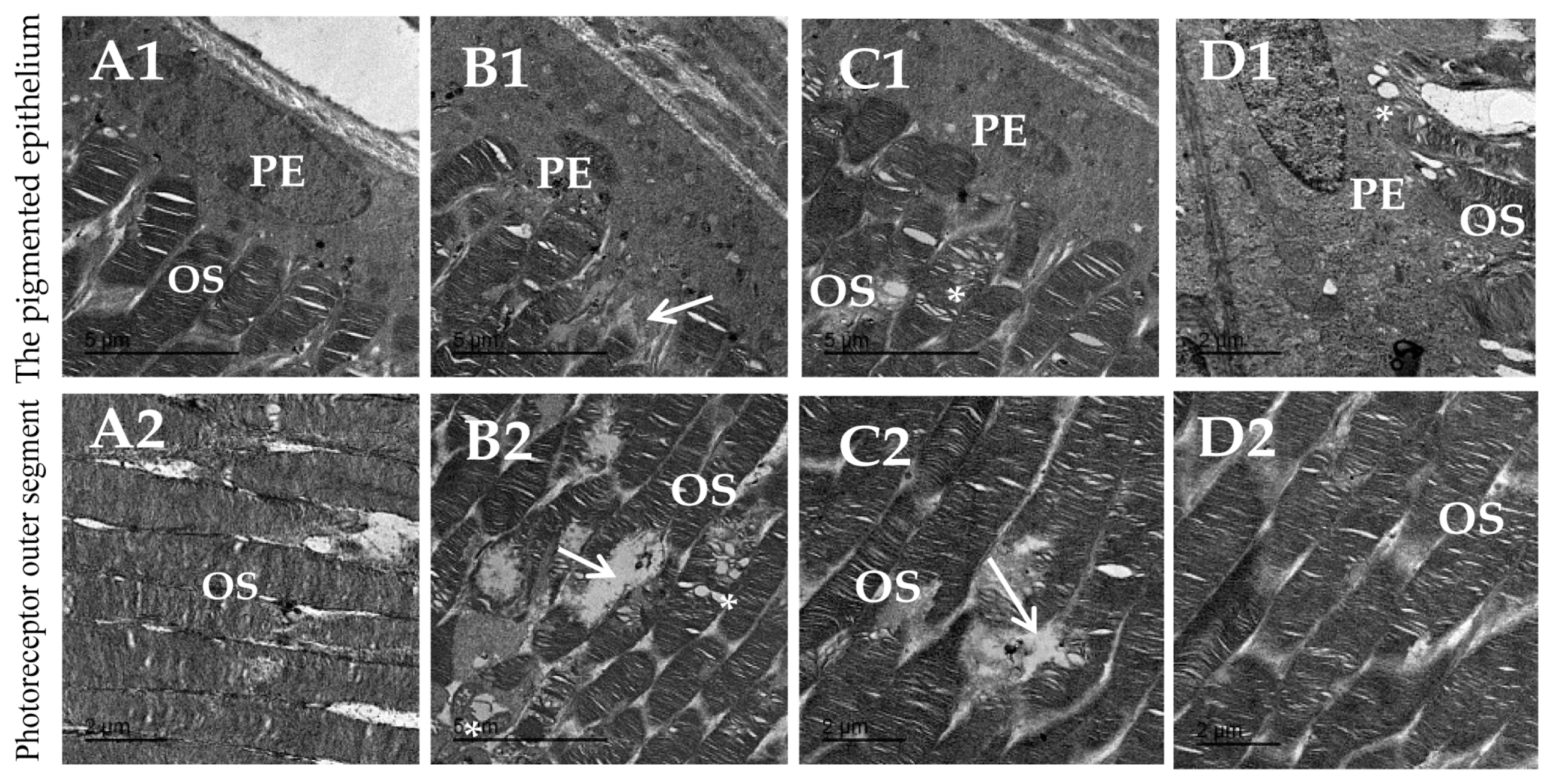 Biomedicines 11 03202 g008