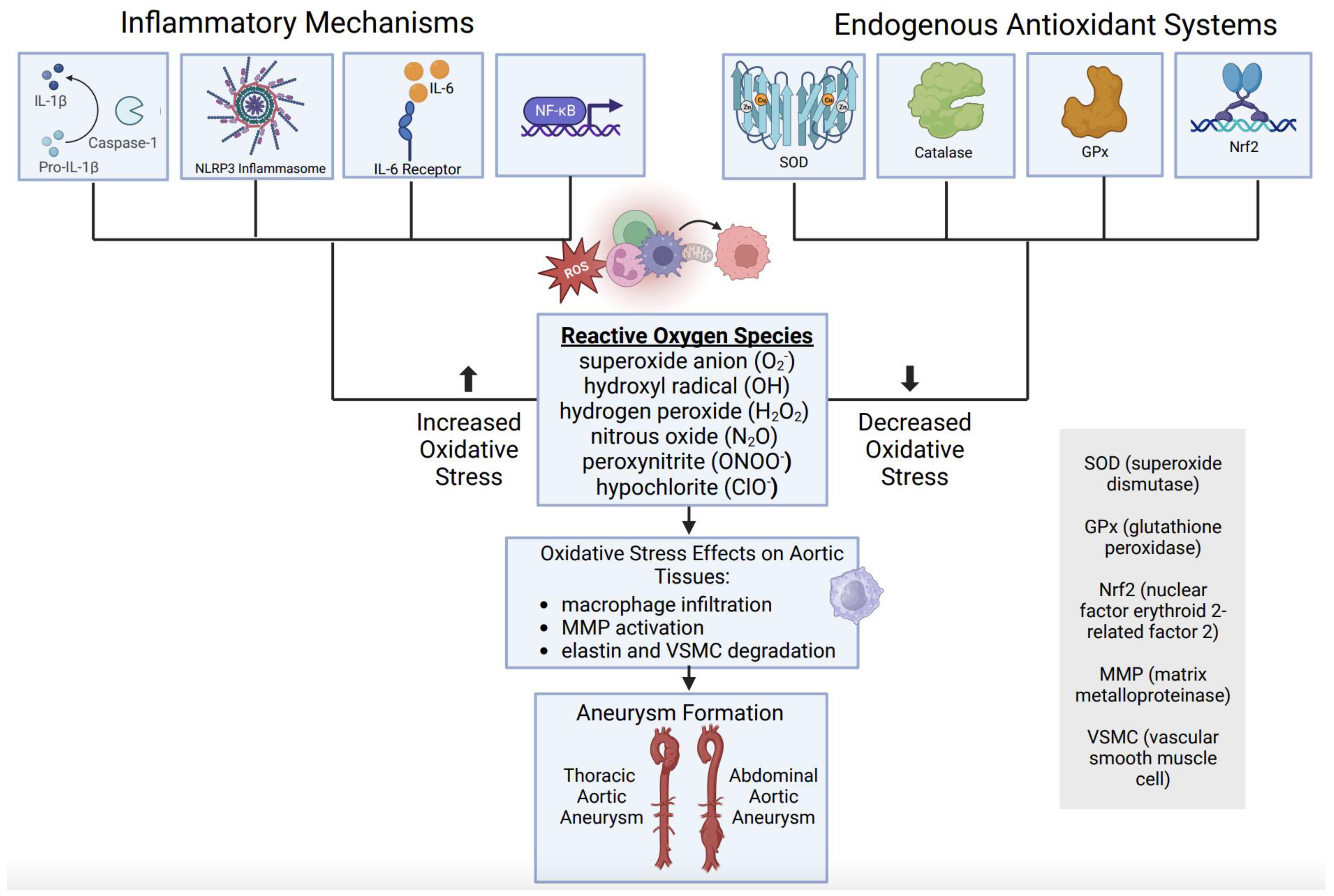 Biomedicines 12 00003 g006