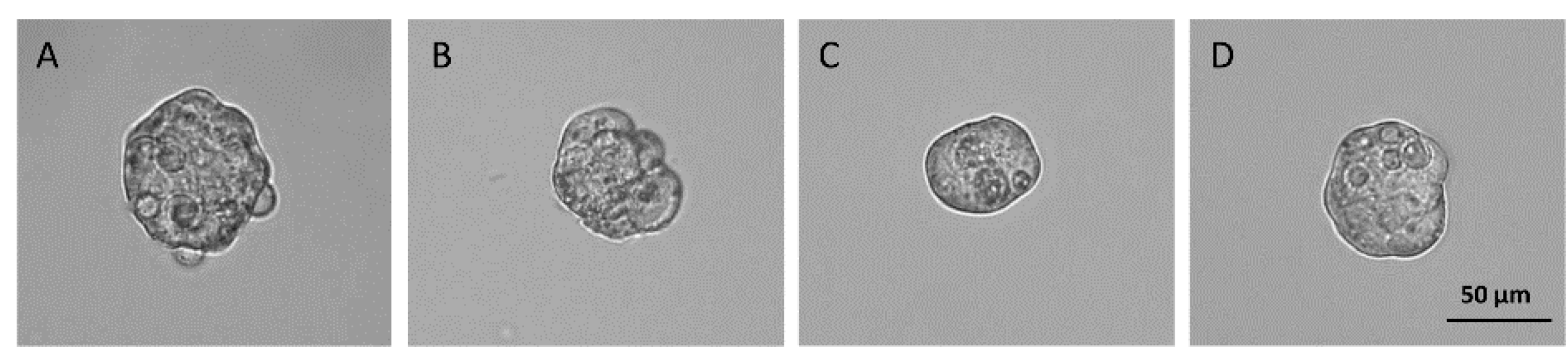 Biomedicines 12 00087 g001