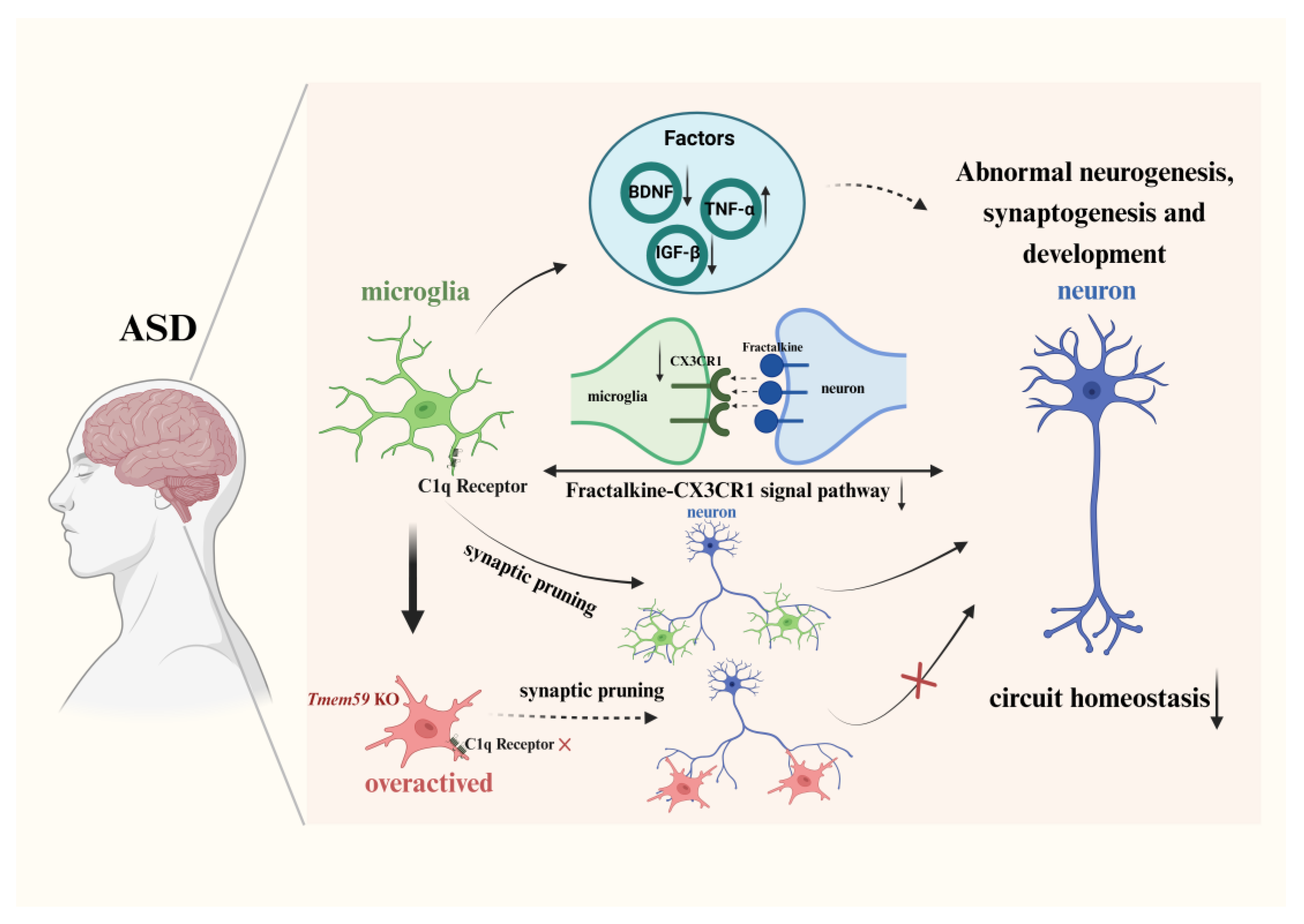 Biomedicines Free Full Text The Impact Of Microglia On