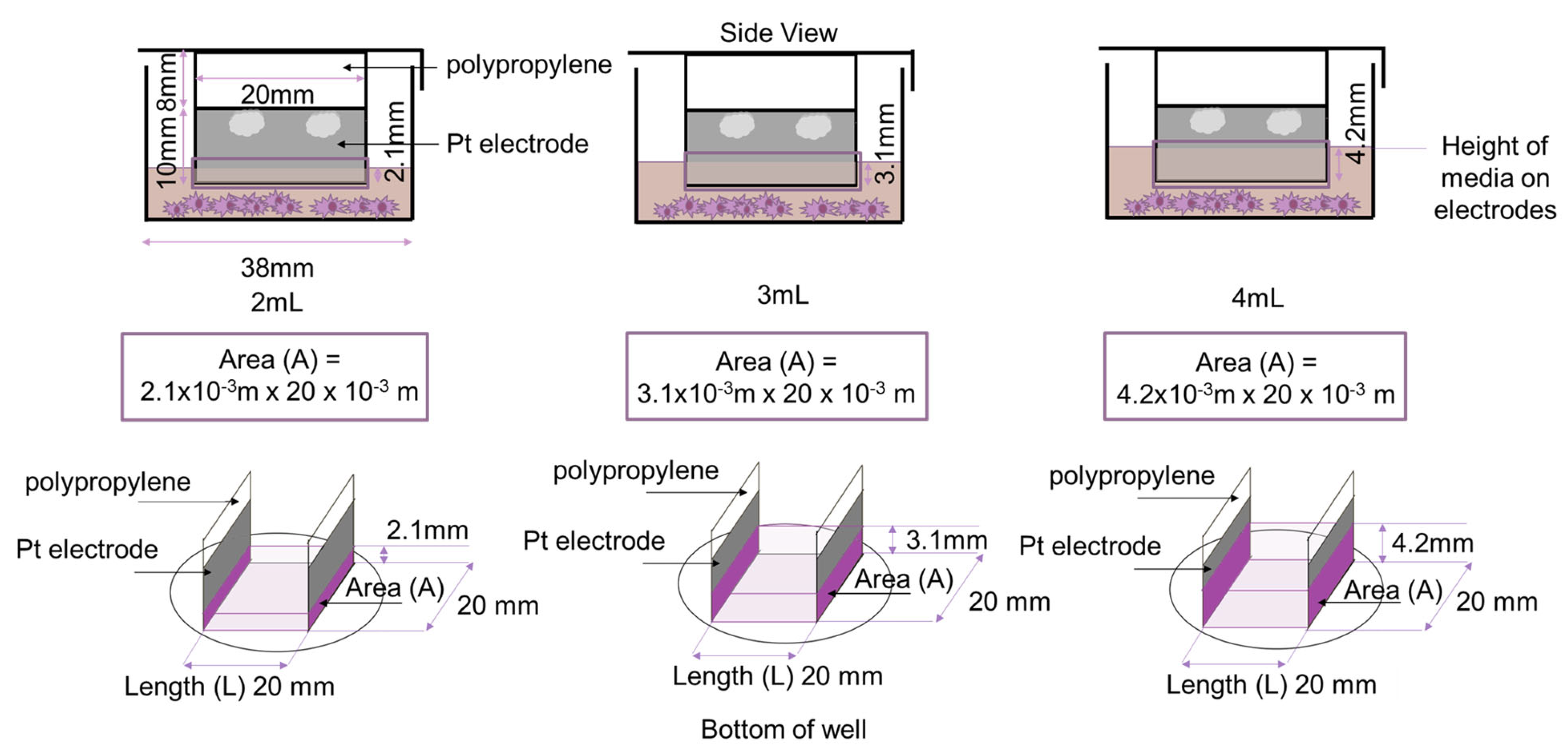 Biomedicines 12 00289 g007