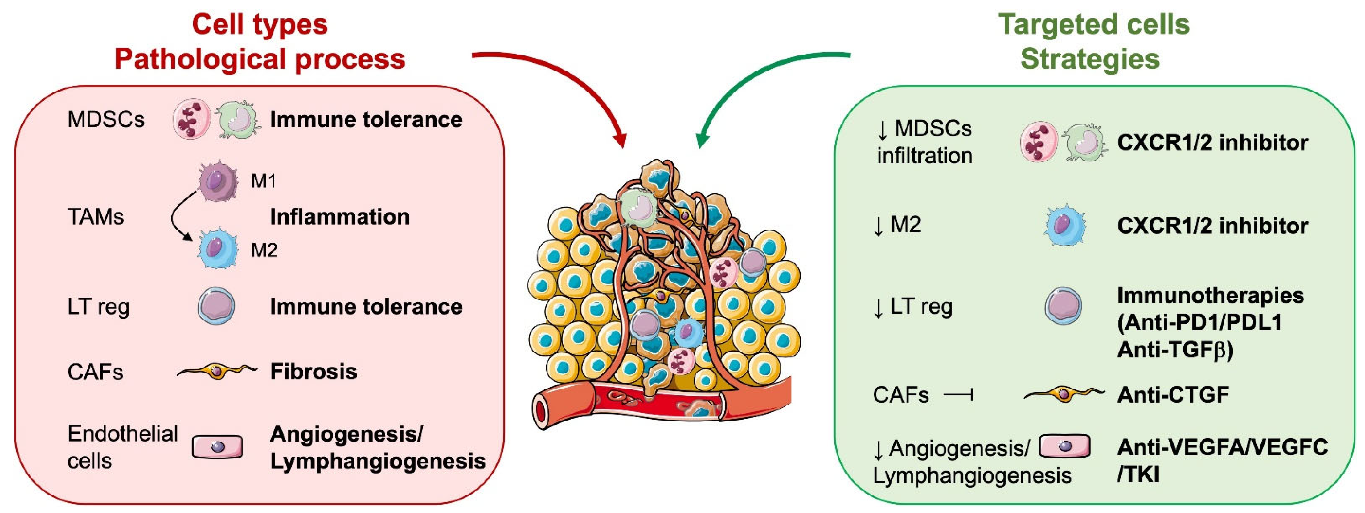 Biomedicines 12 00385 g002
