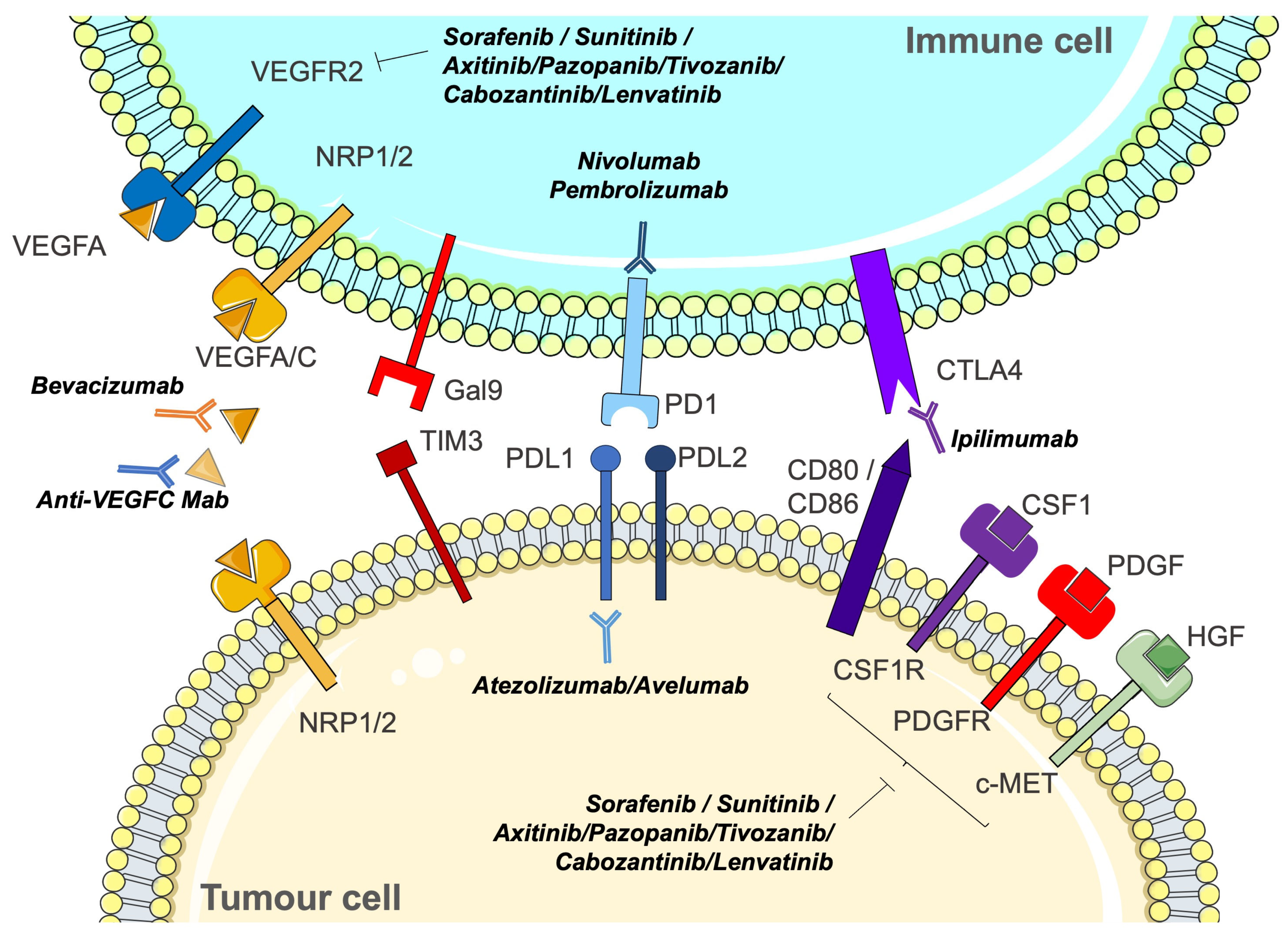 Biomedicines 12 00385 g003