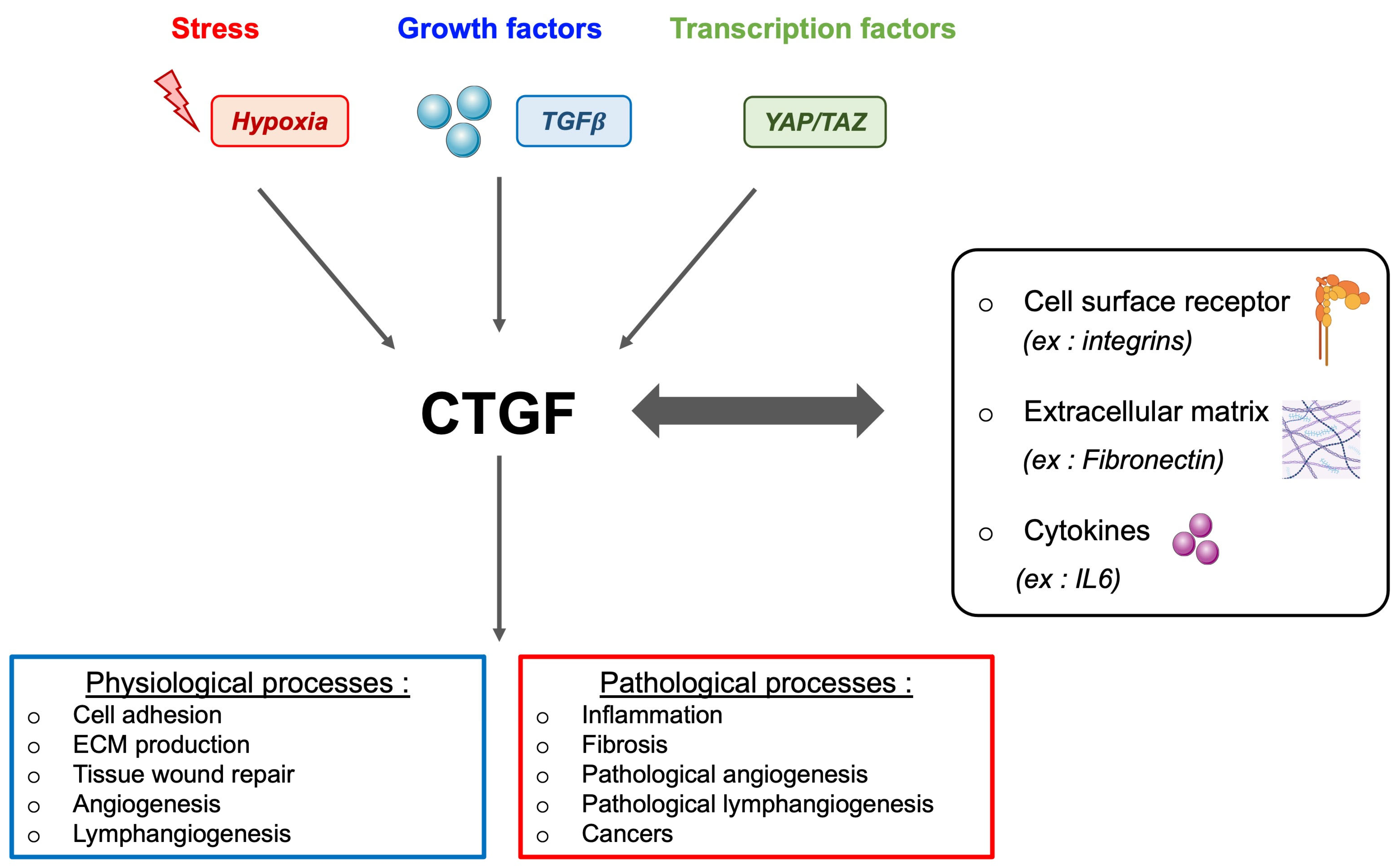 Biomedicines 12 00385 g004