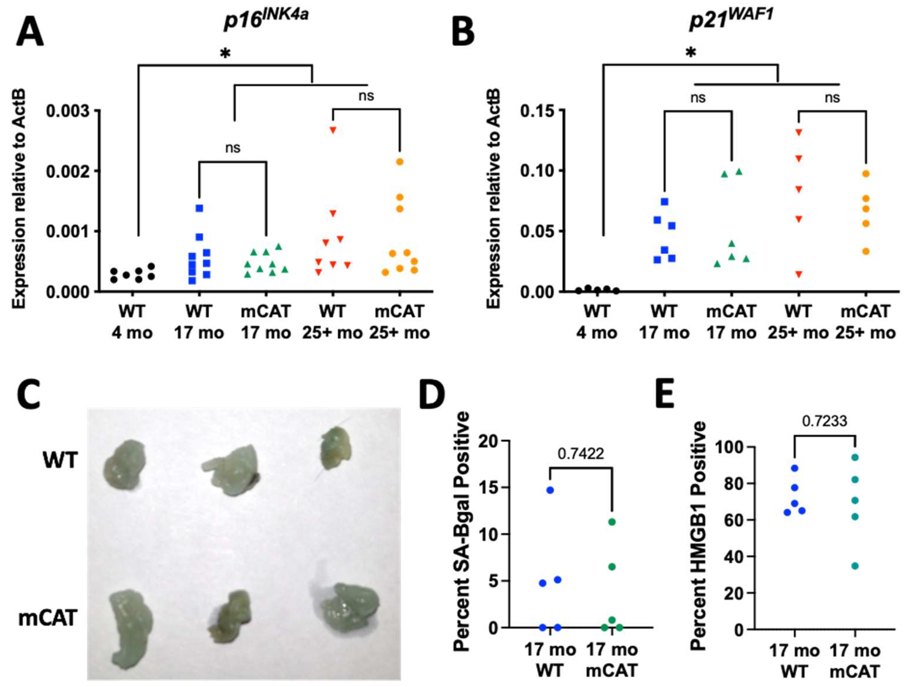 Biomedicines 12 00414 g002