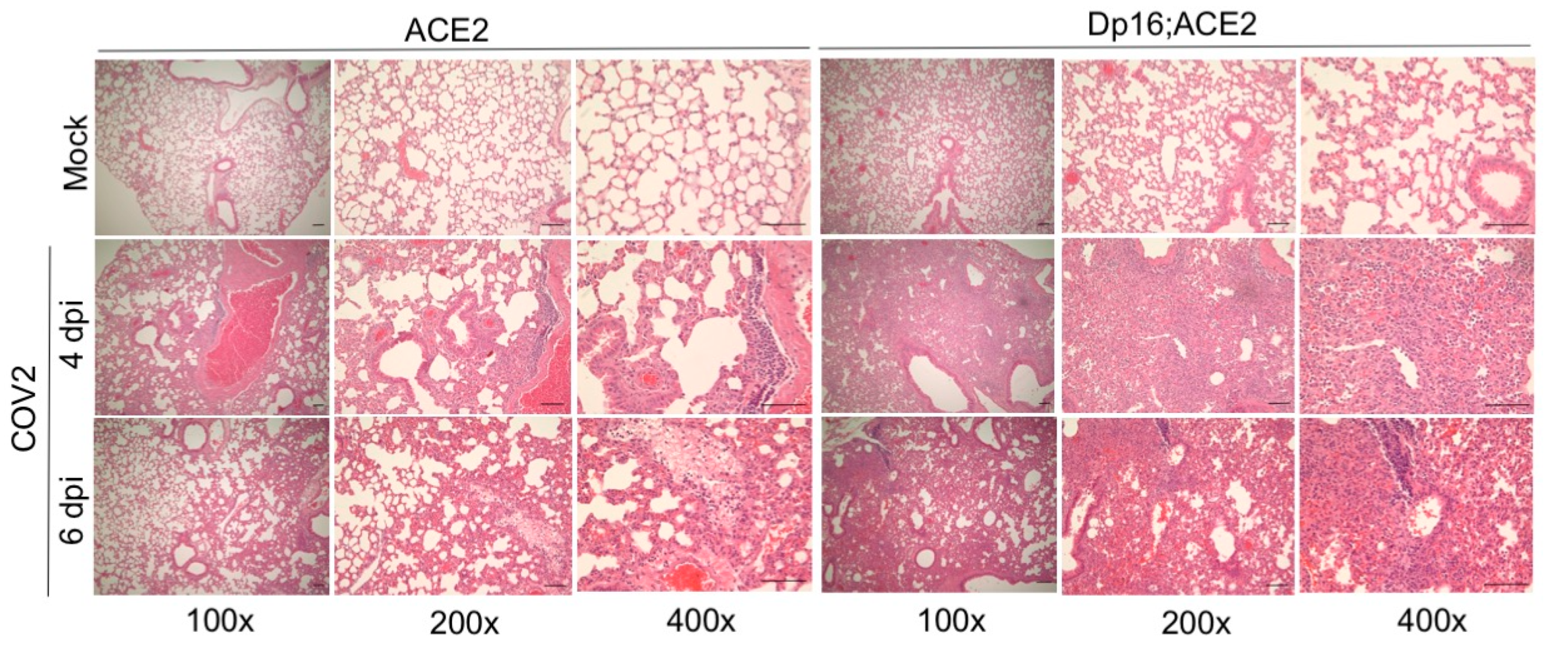 Biomedicines 12 00543 g003