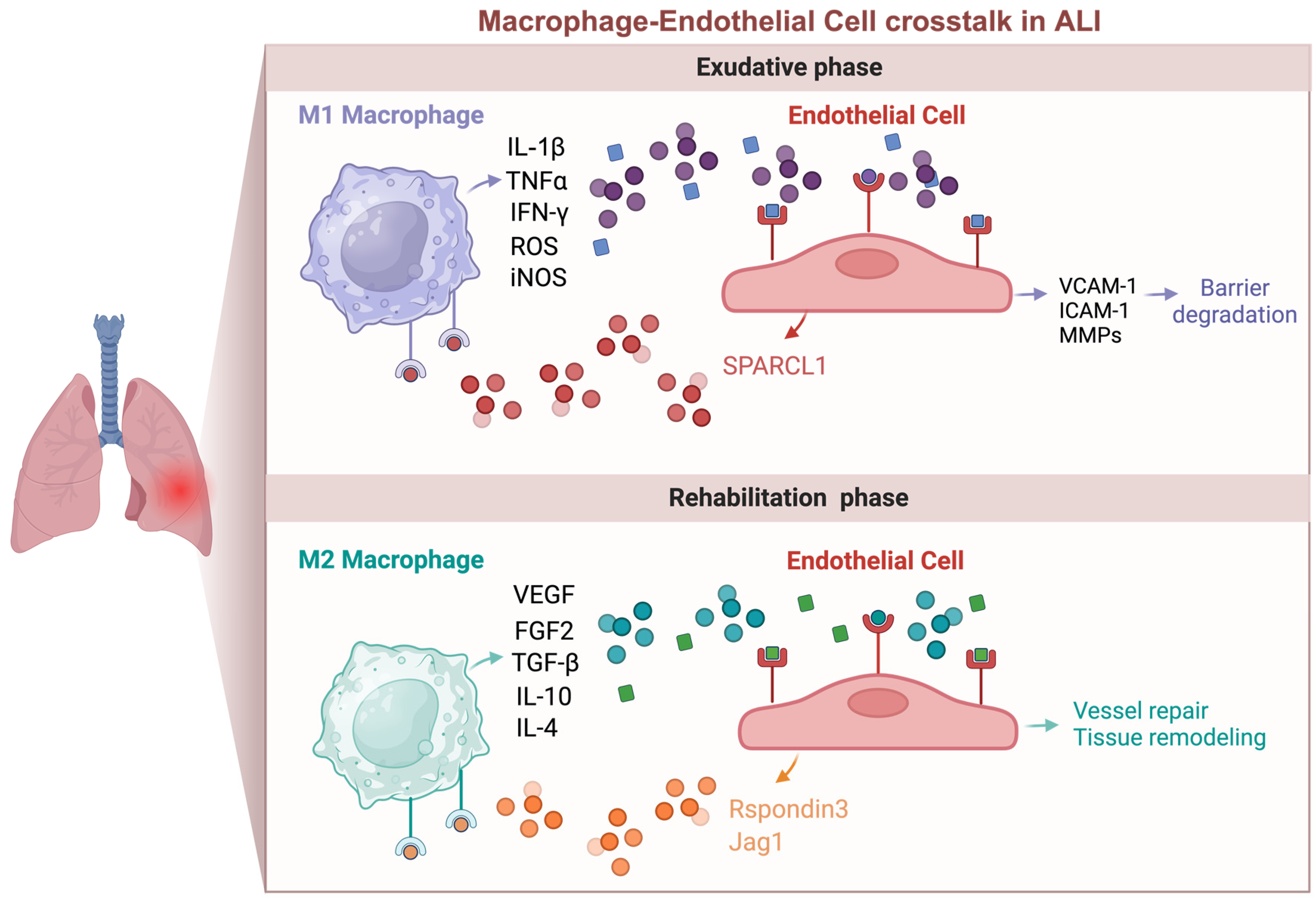 Biomedicines 12 00632 g002