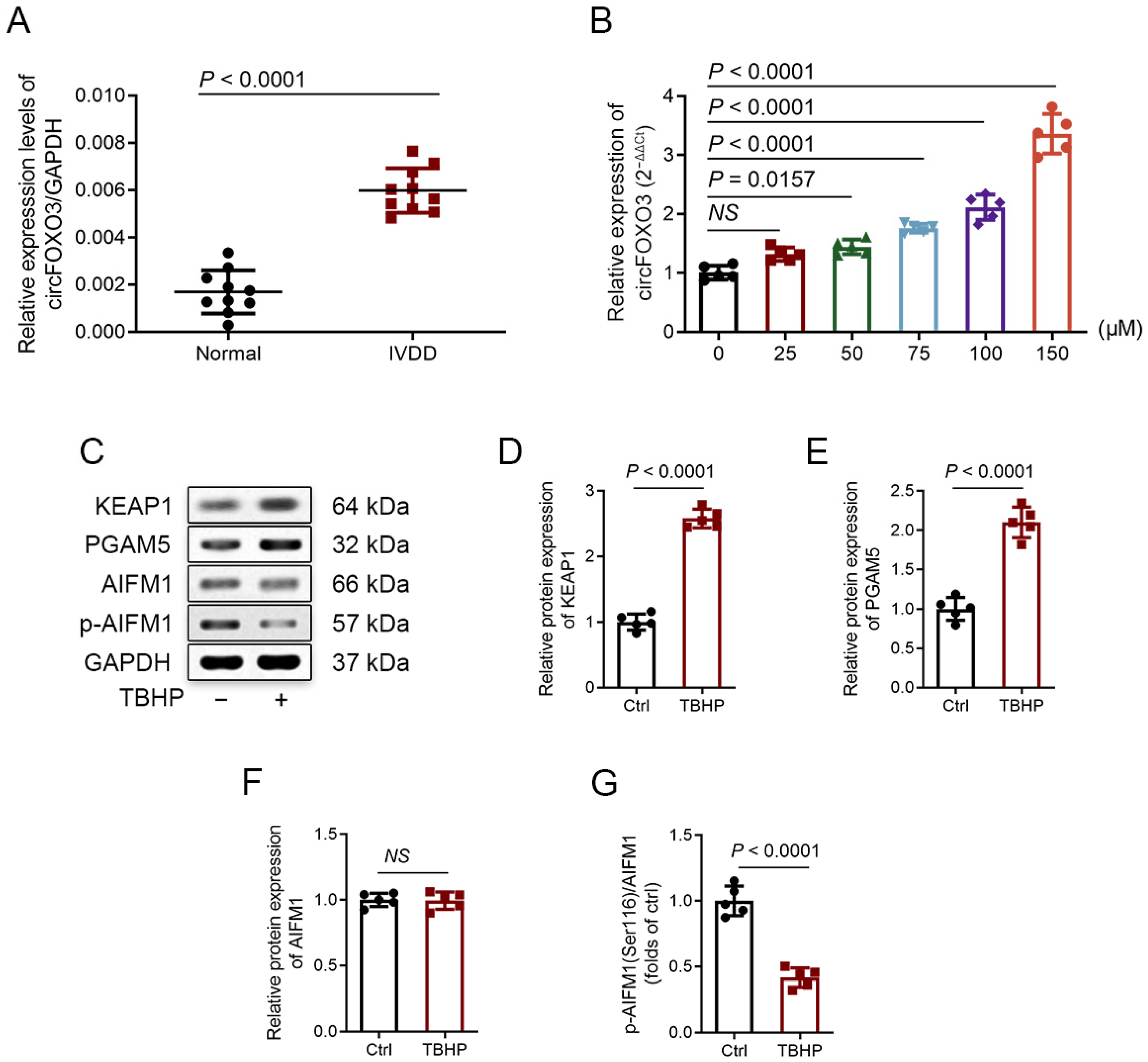 Biomedicines 12 00678 g001