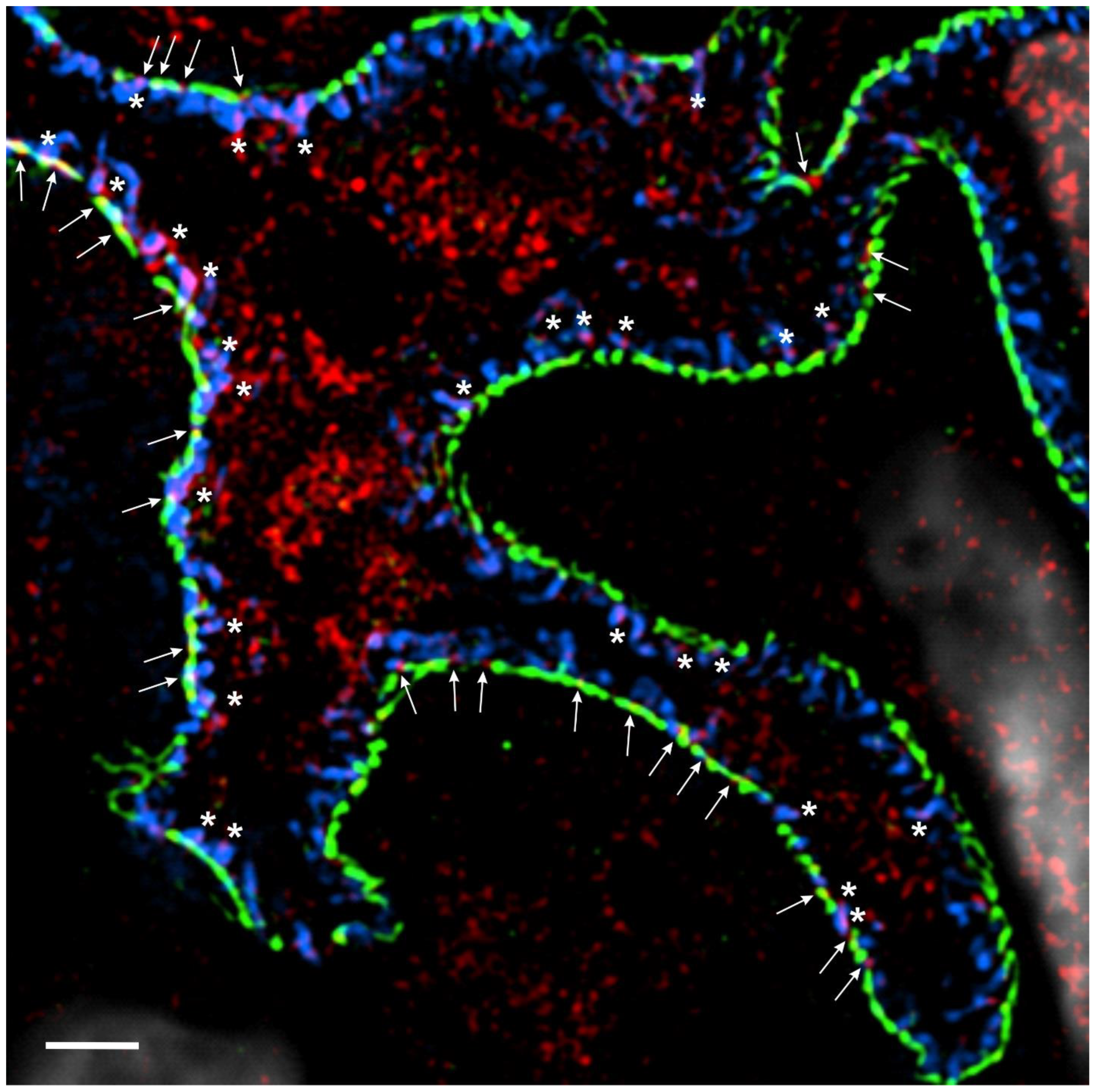 Biomedicines 12 00738 g001