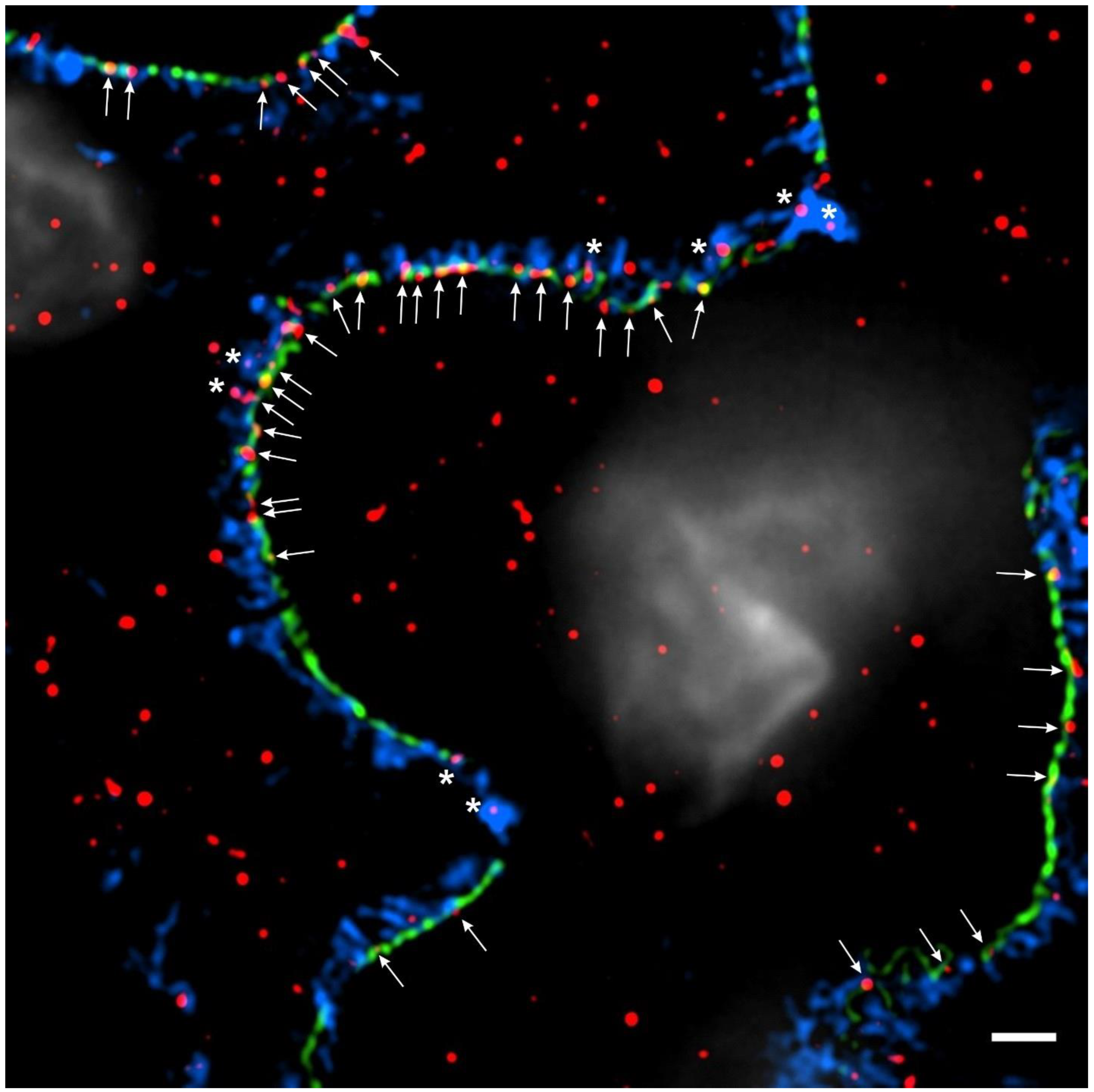 Biomedicines 12 00738 g002