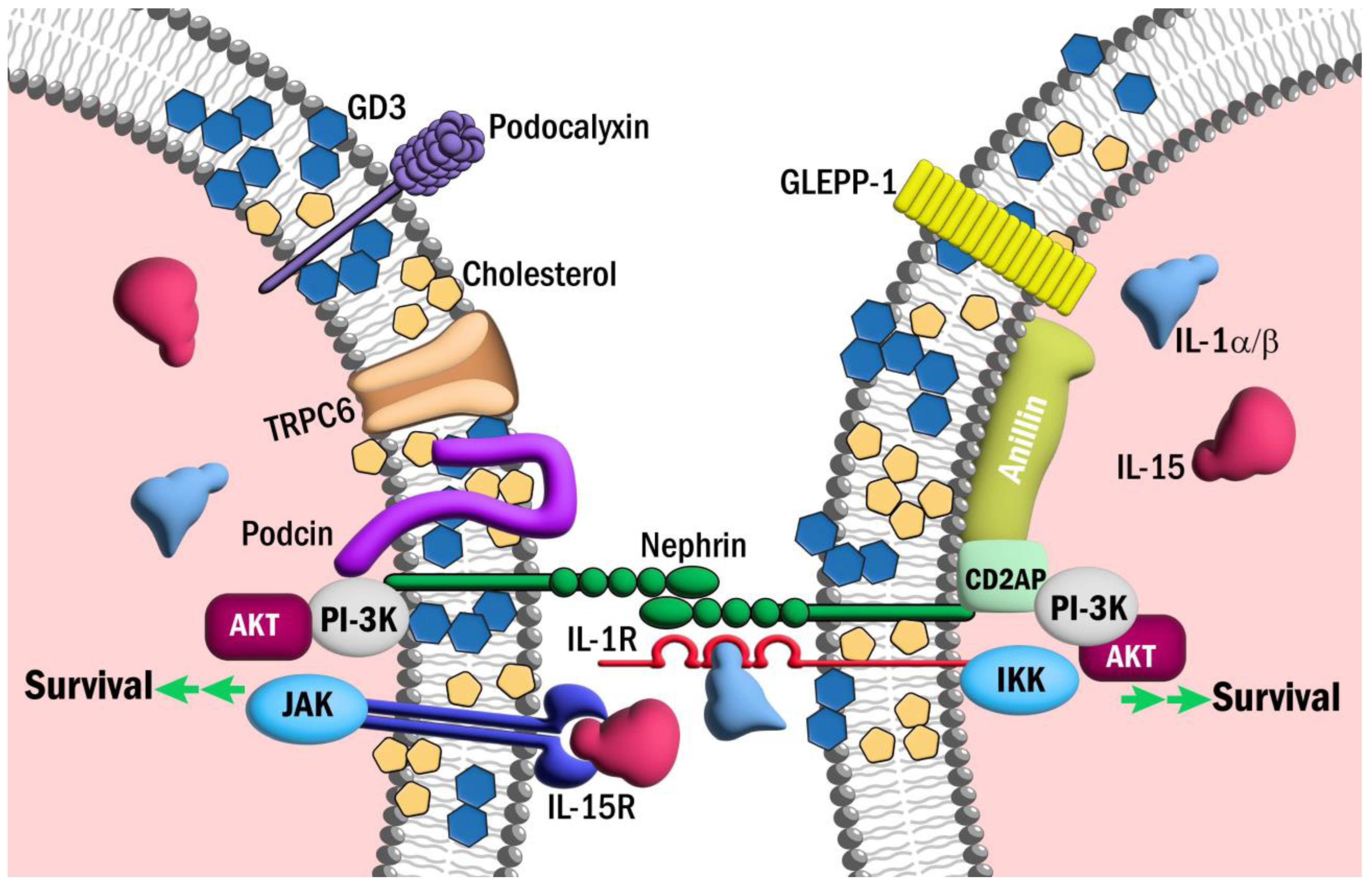 Biomedicines 12 00738 g003