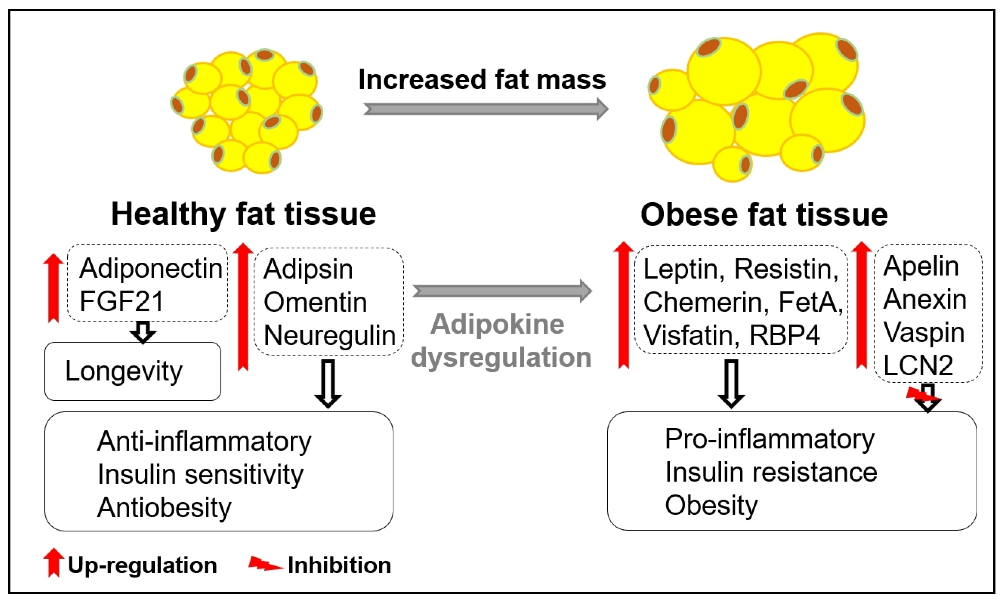 Biomedicines 12 00873 g001