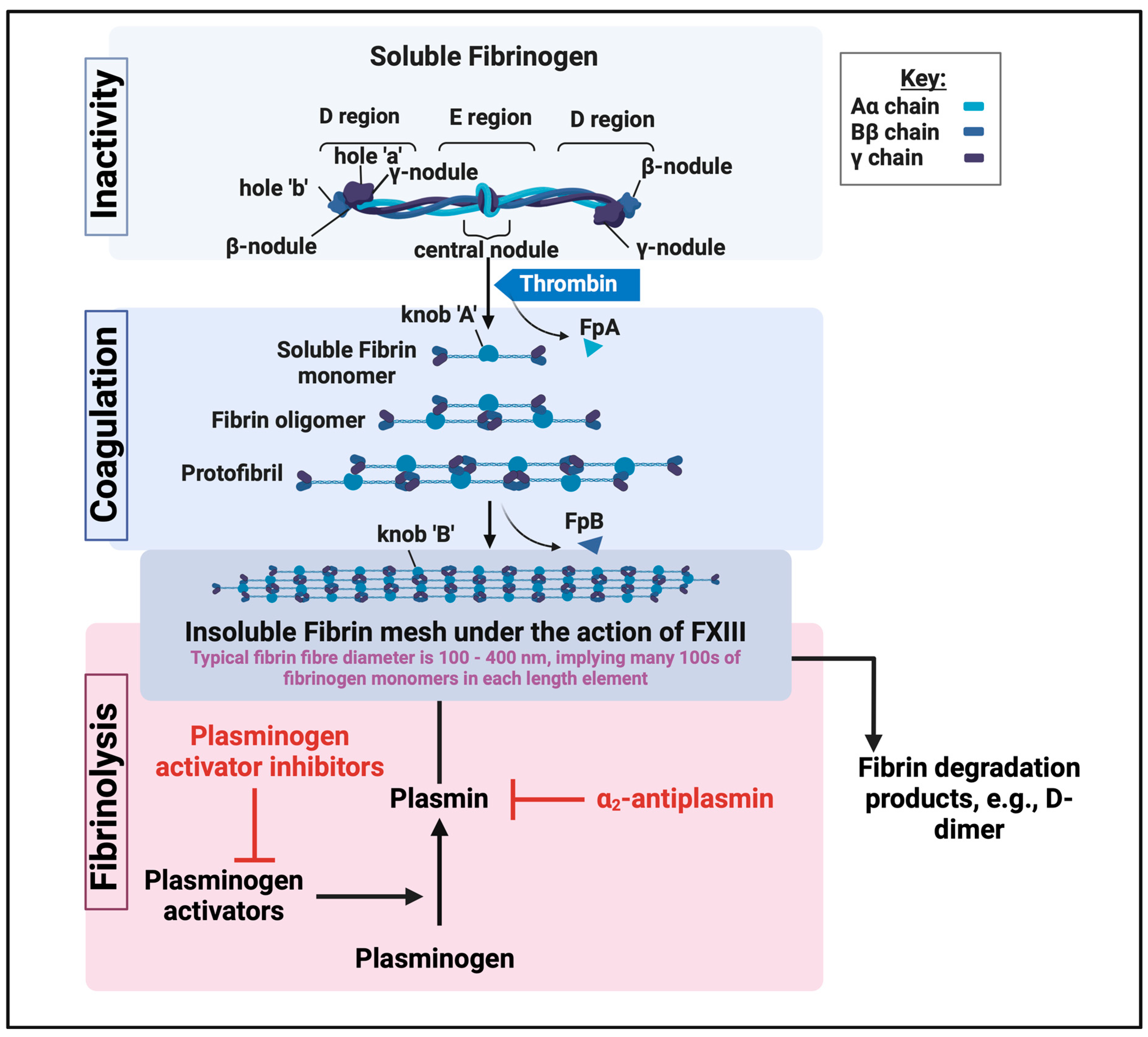 Biomedicines 12 00891 g003