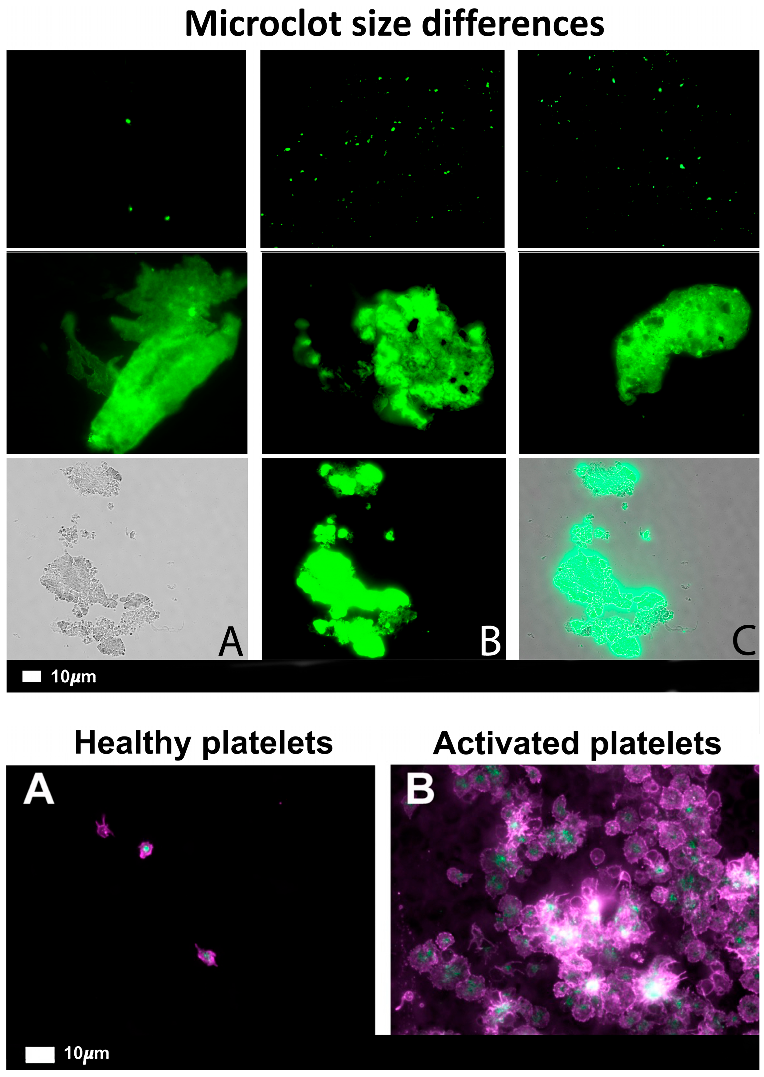 Biomedicines 12 00891 g005