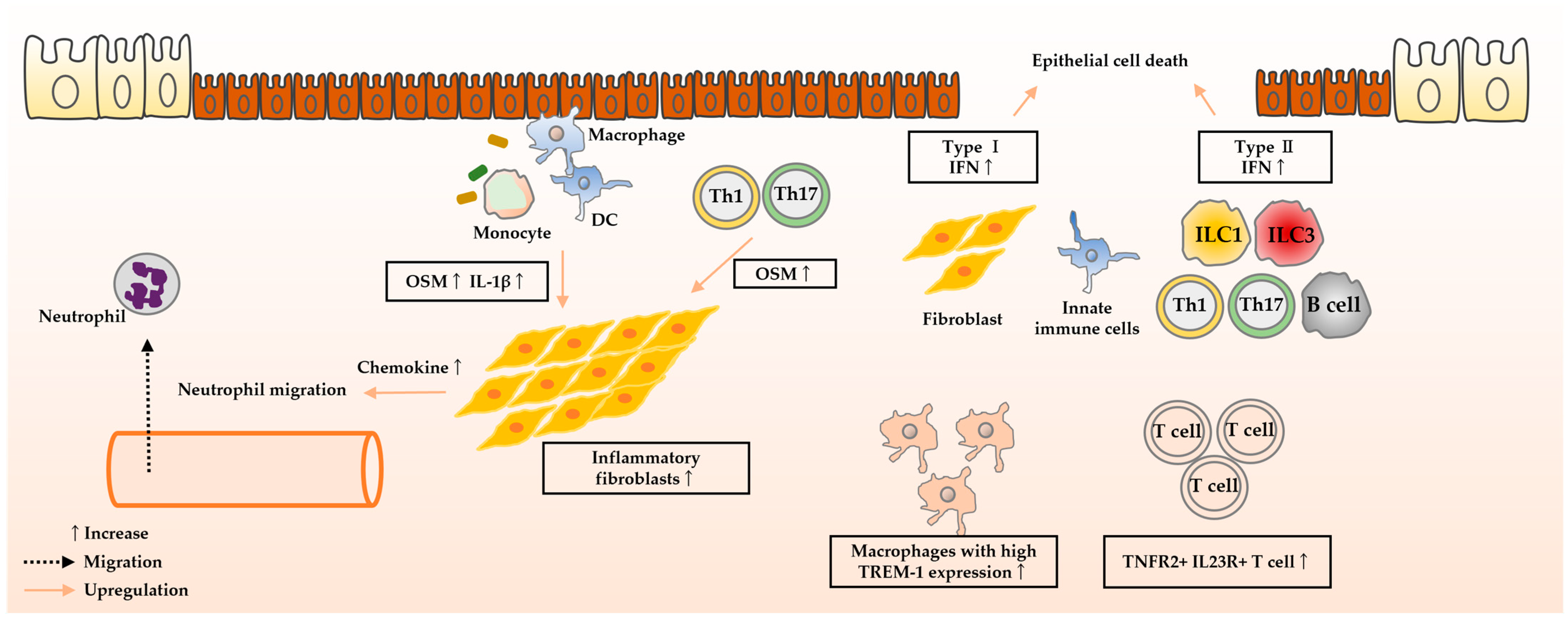 Biomedicines 12 00952 g003