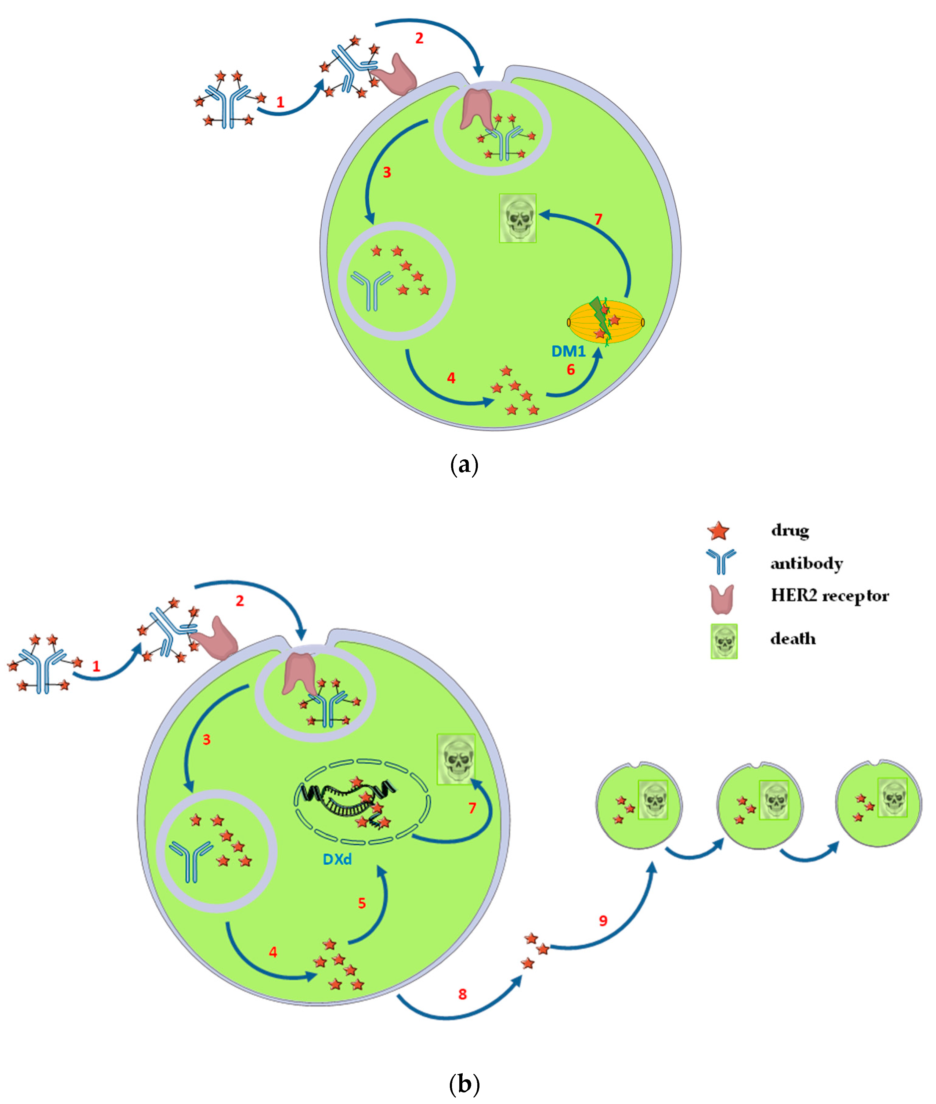Biomedicines 12 00953 g002