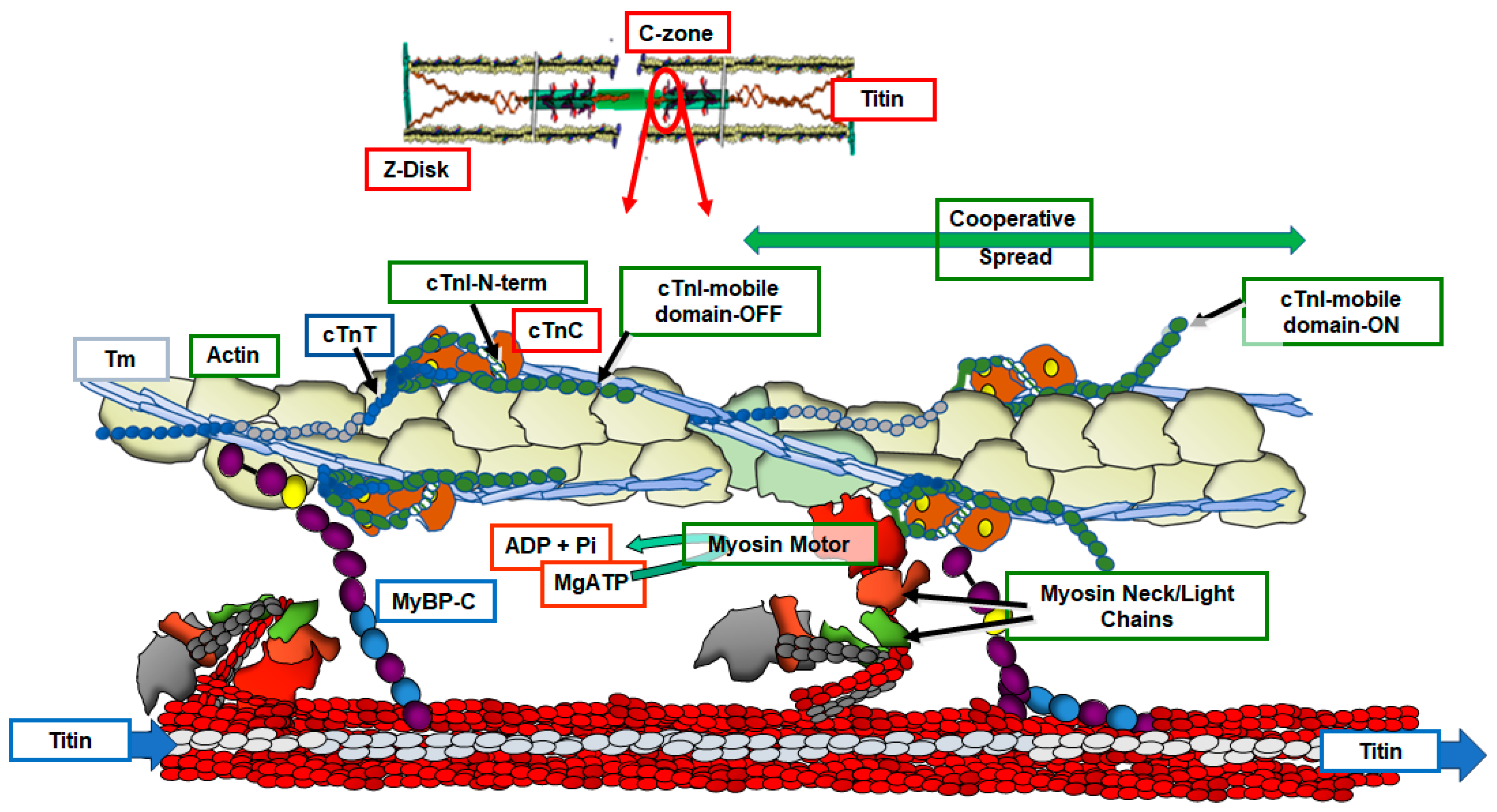 Biomedicines 12 00999 g001