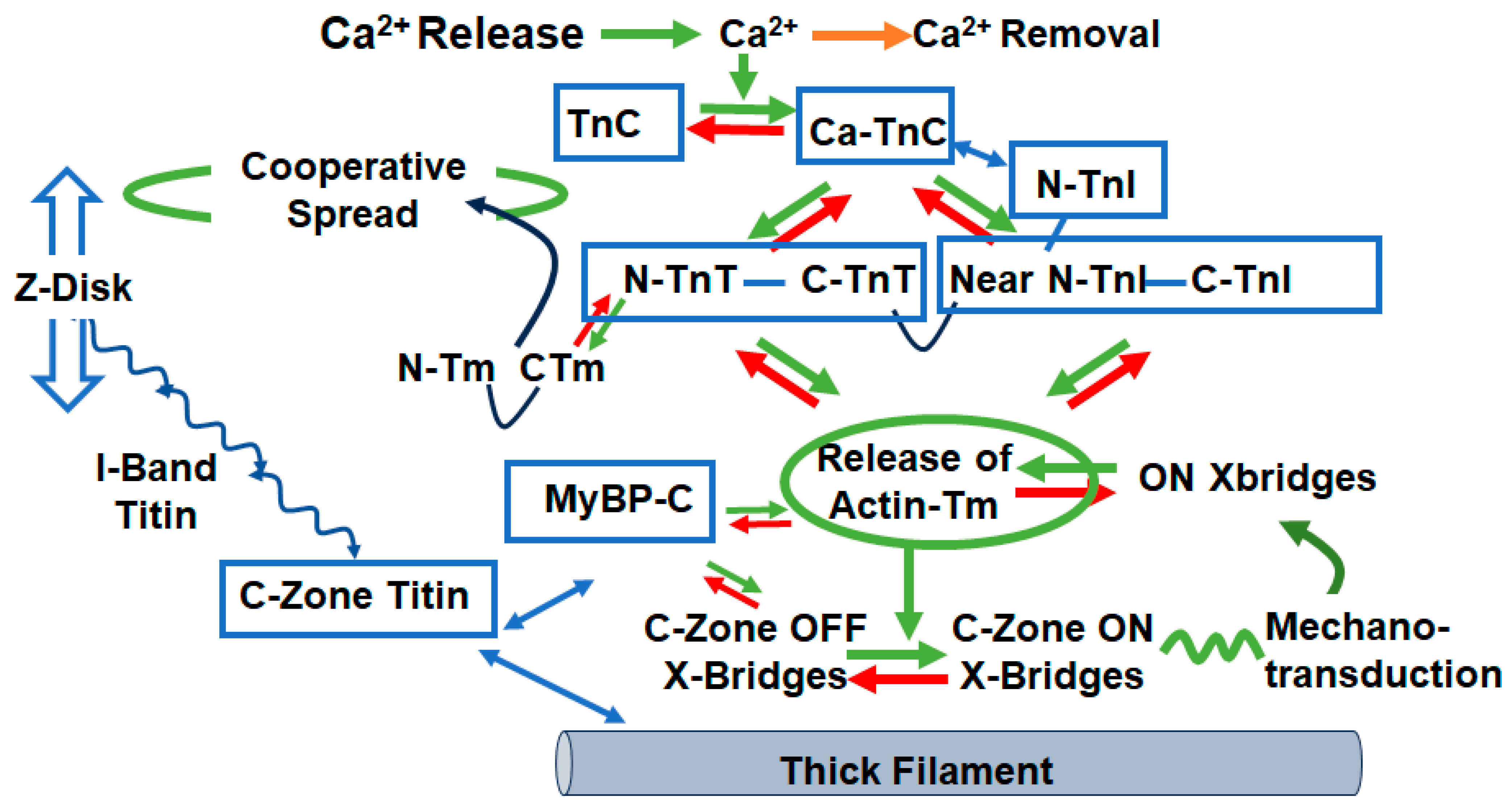 Biomedicines 12 00999 g002