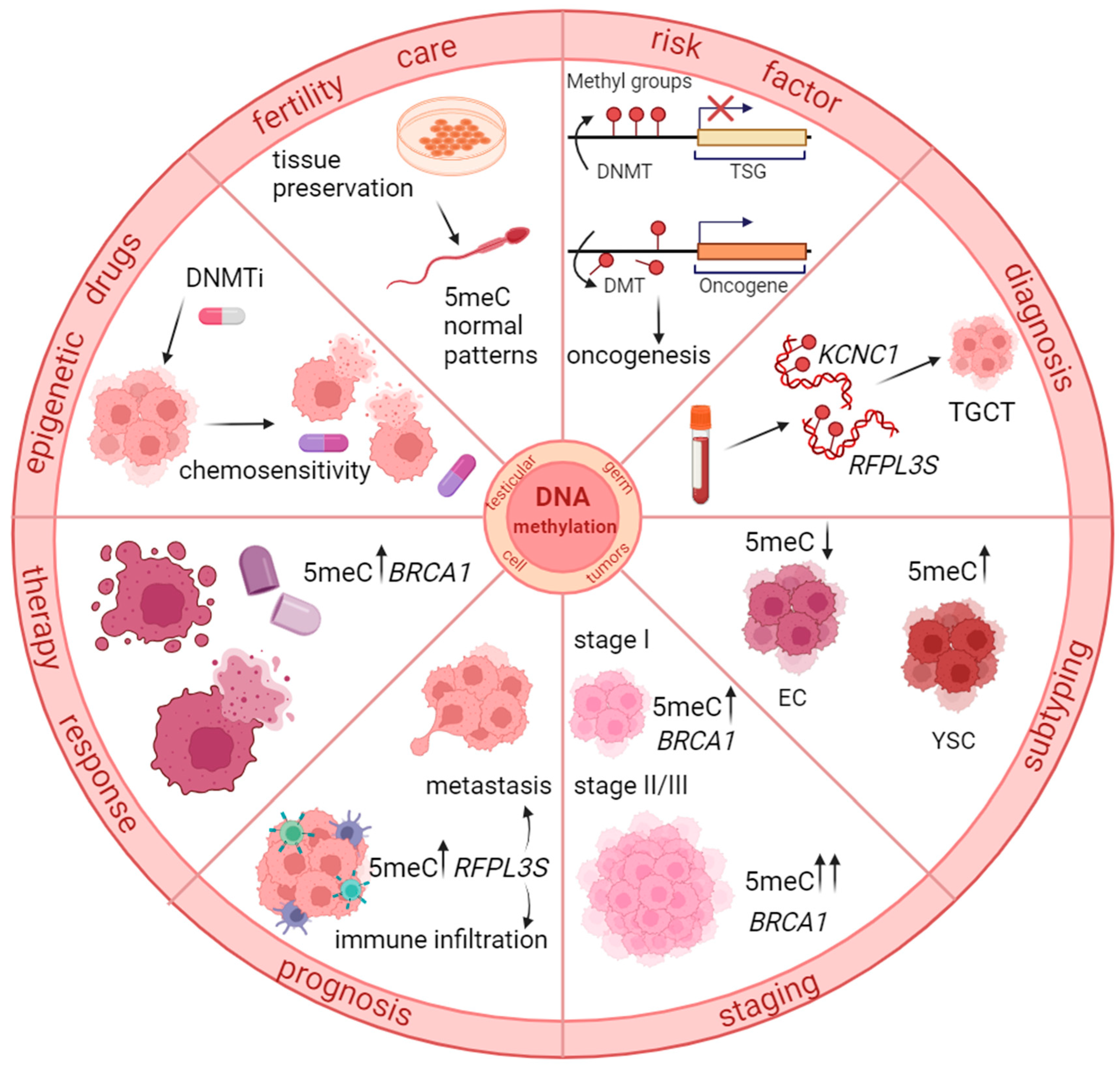 Biomedicines 12 01041 g001