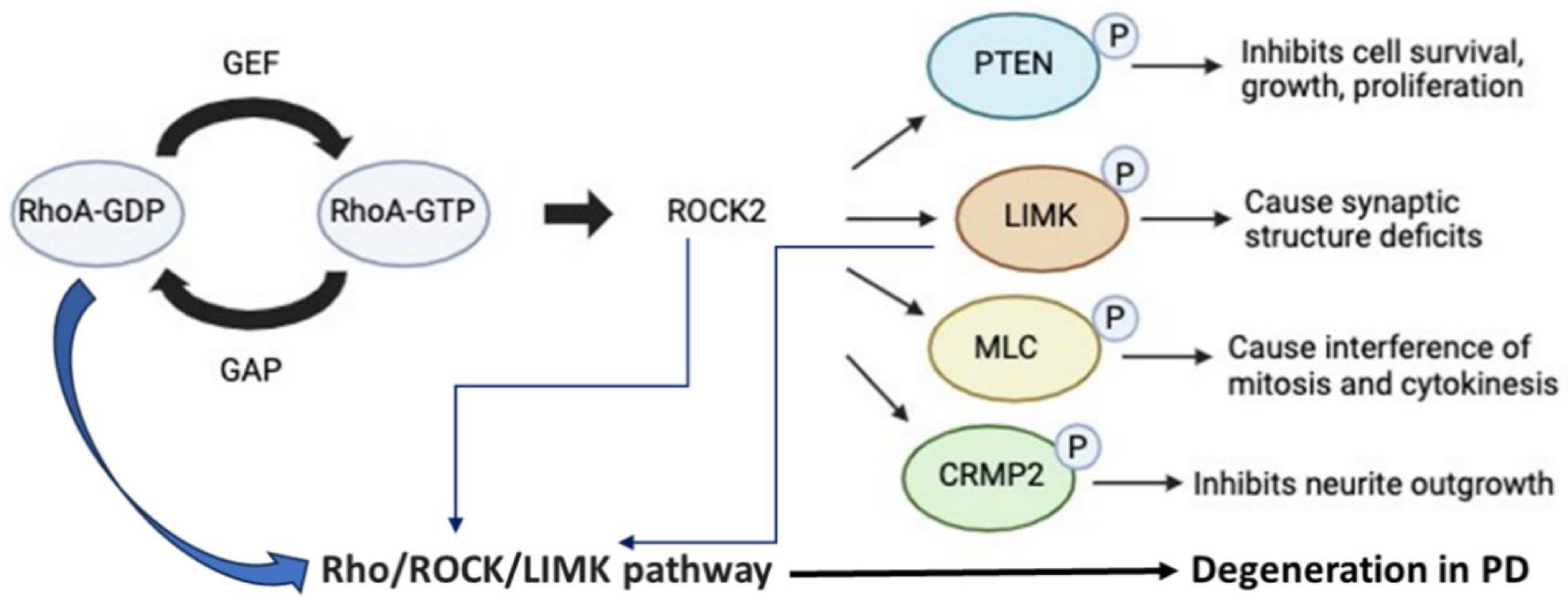 Biomedicines 12 01074 g002