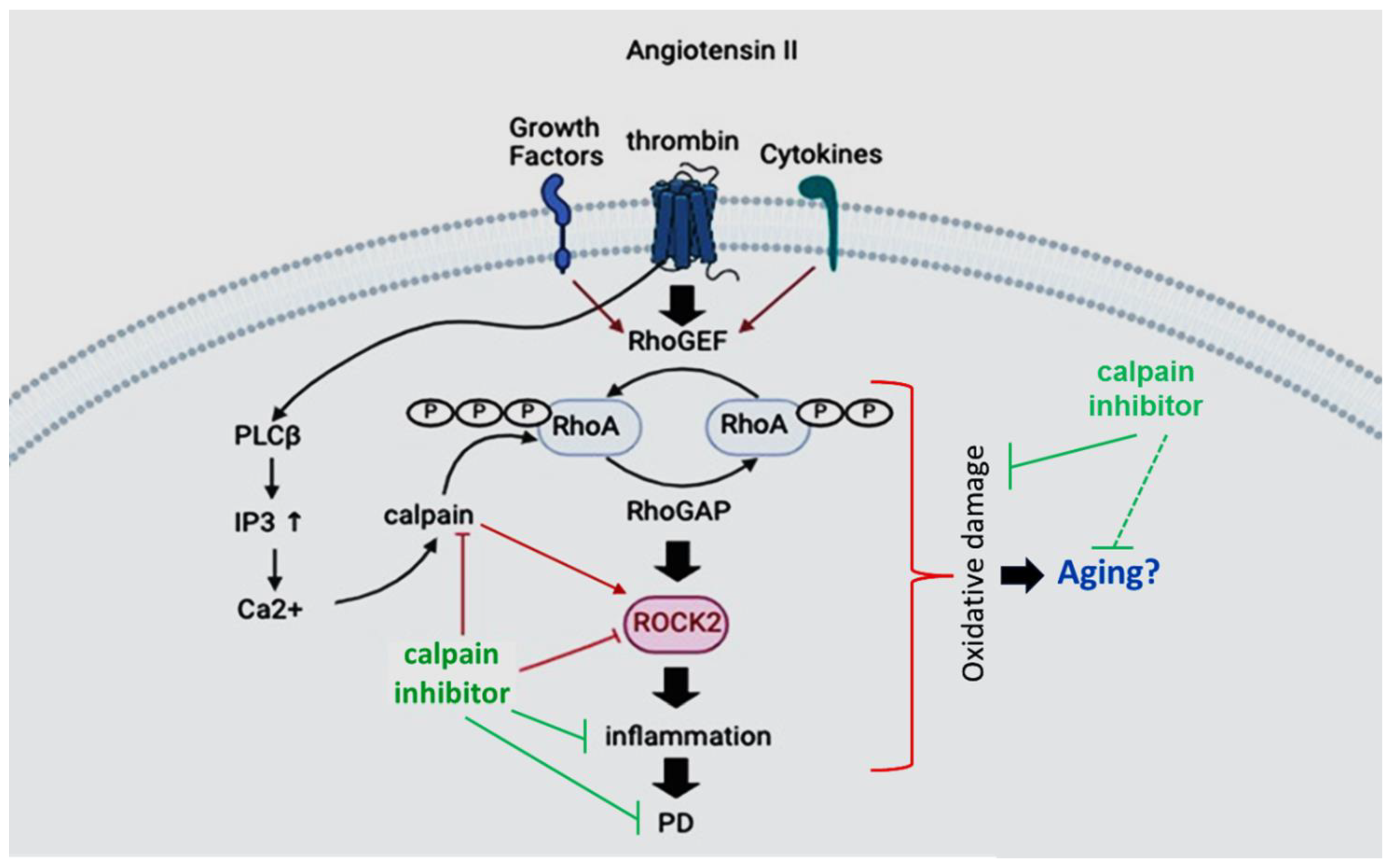 Biomedicines 12 01074 g003