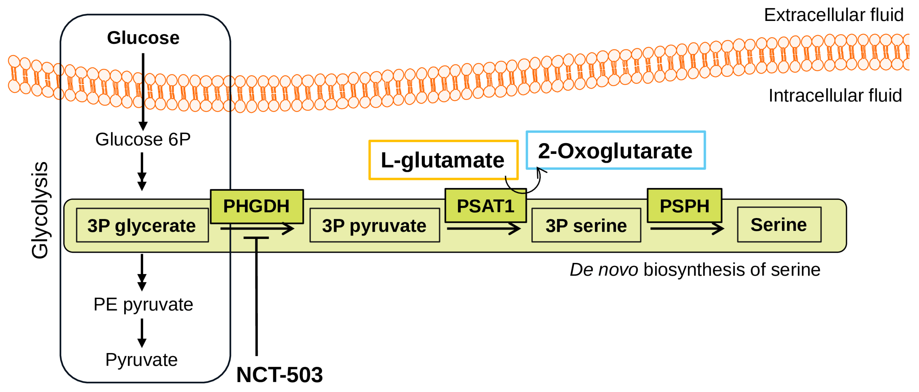 Biomedicines 12 01087 g001