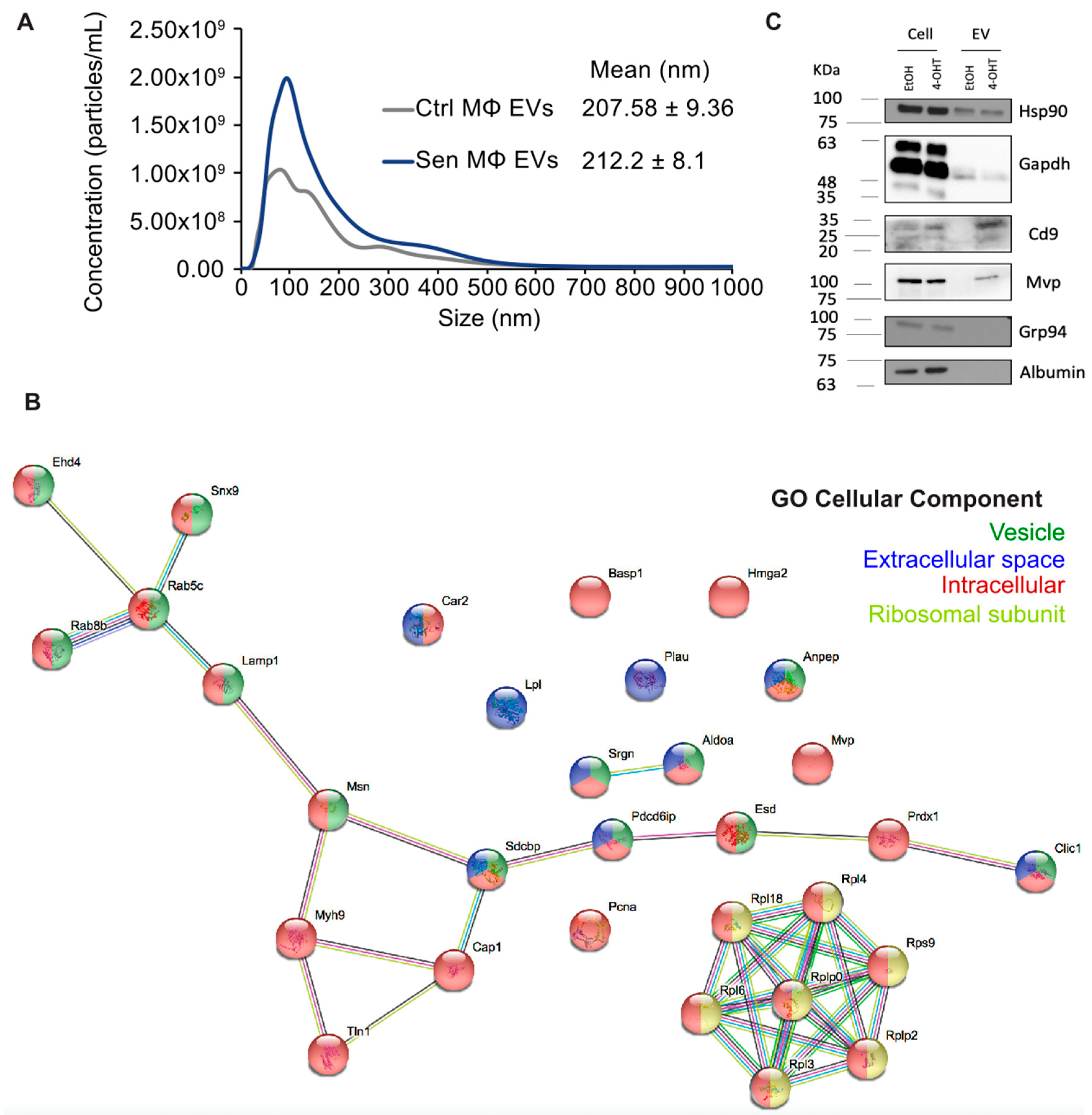 Biomedicines 12 01089 g003