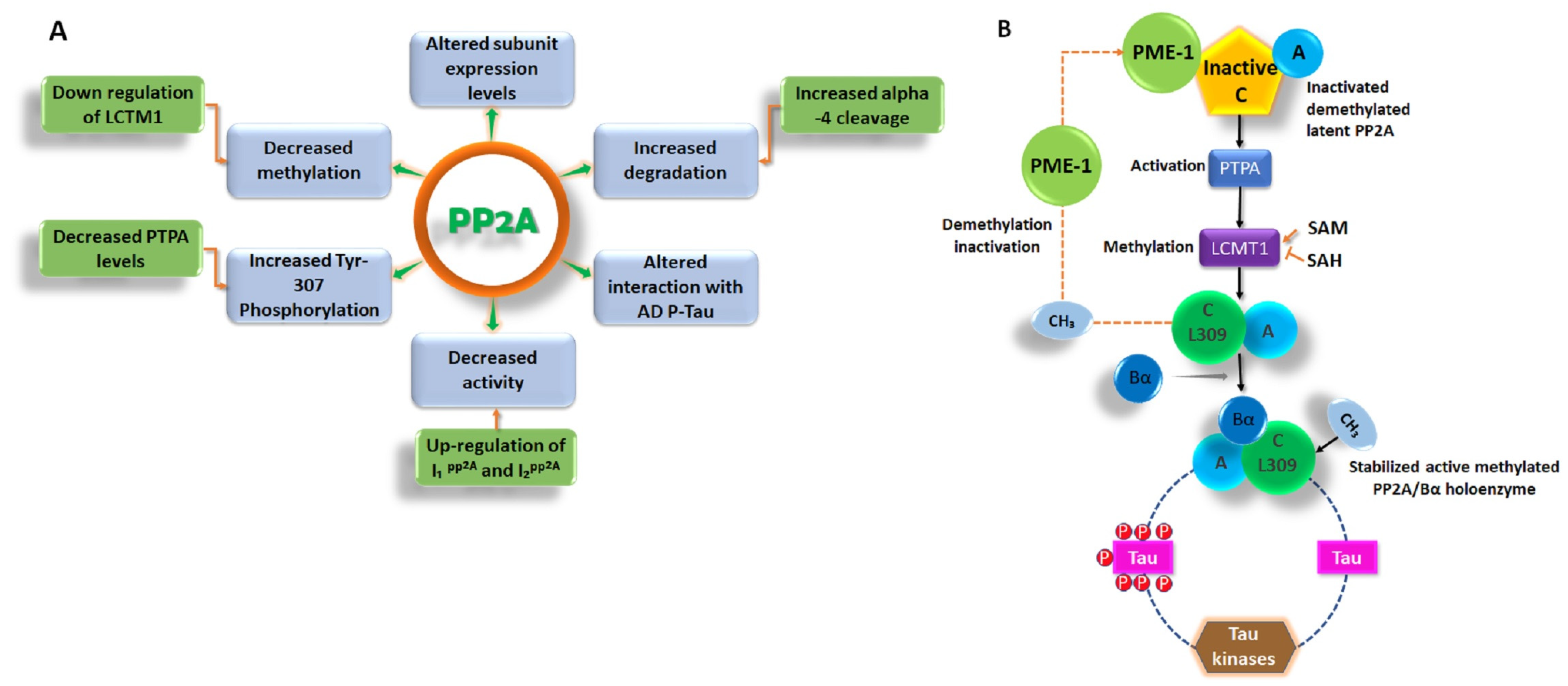 Biomedicines 12 01097 g003