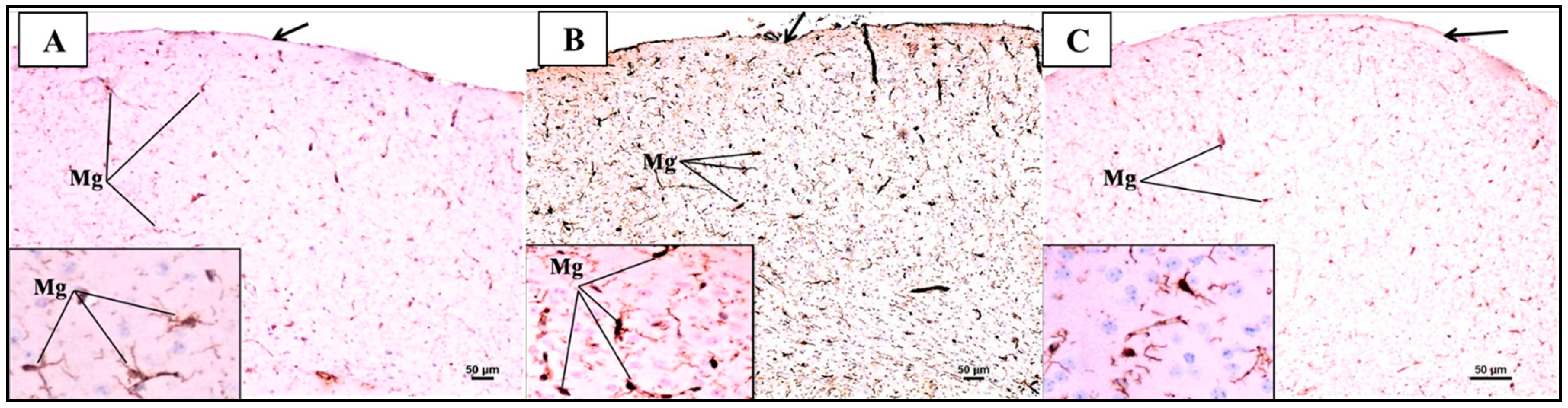 Biomedicines 12 01107 g013