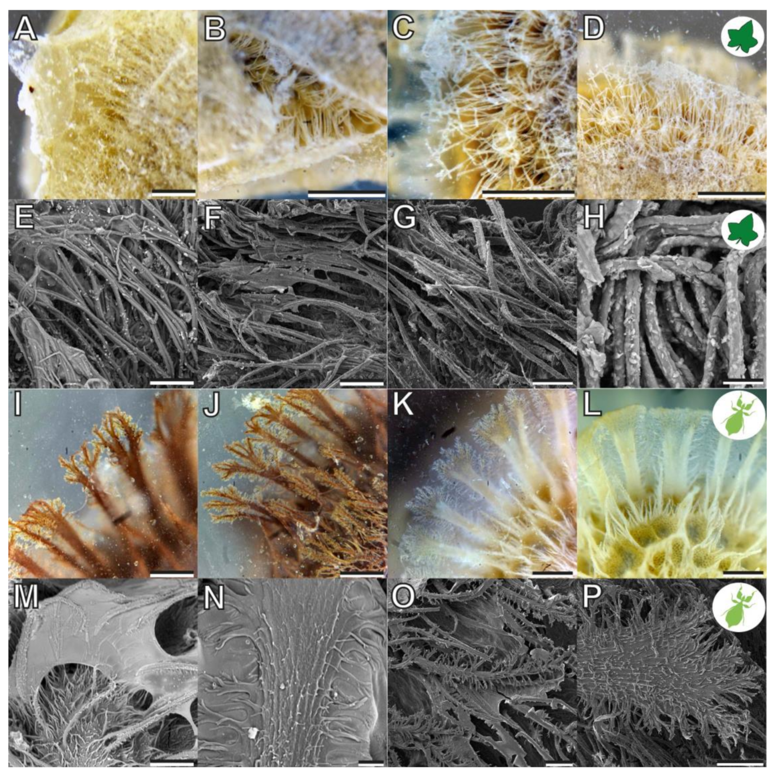 Biomimetics 07 00173 g004 Biomimetics 07 00173 g004
