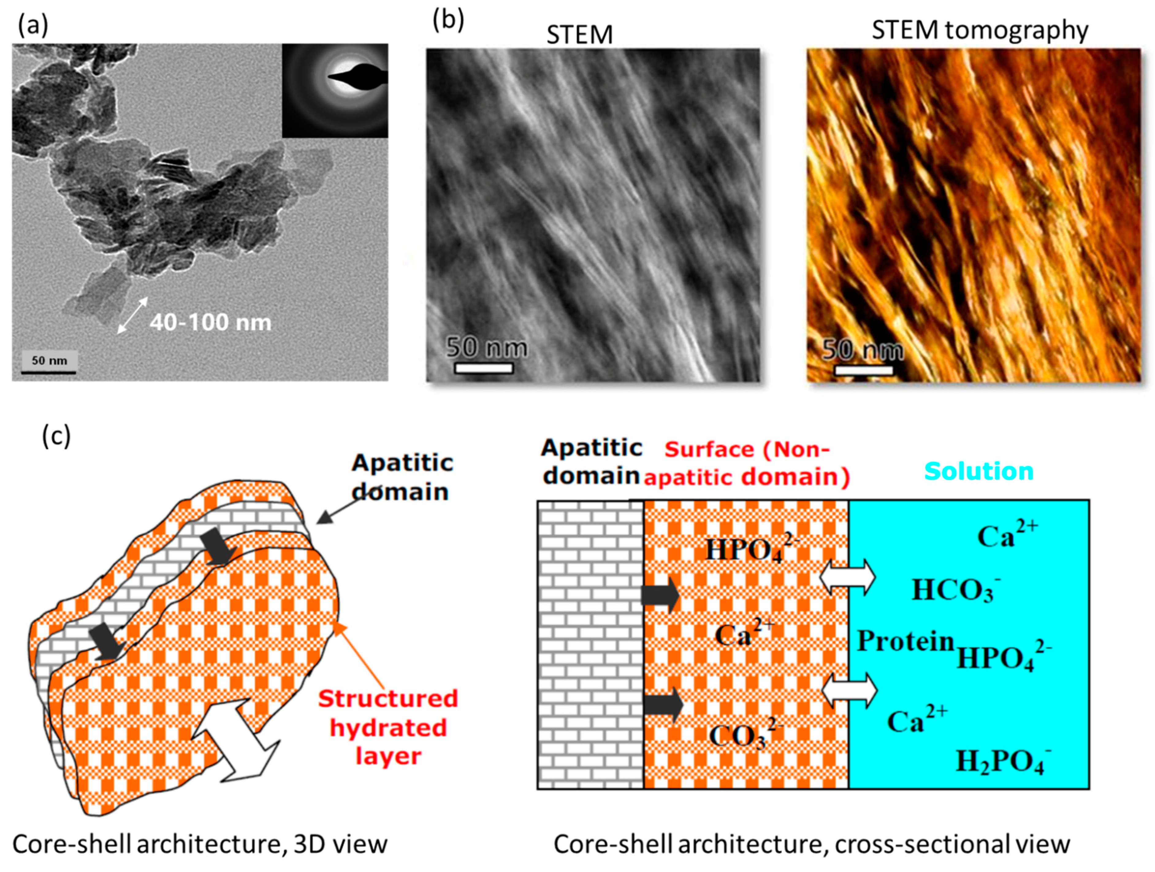 Biomimetics 08 00090 g003