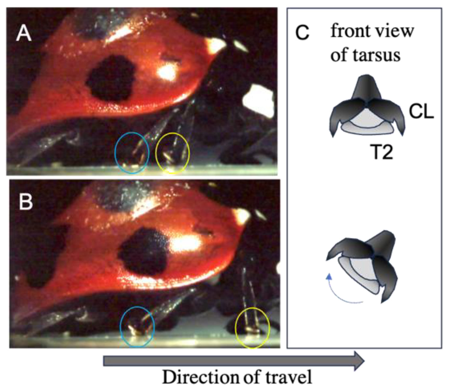 Biomimetics 09 00184 g005