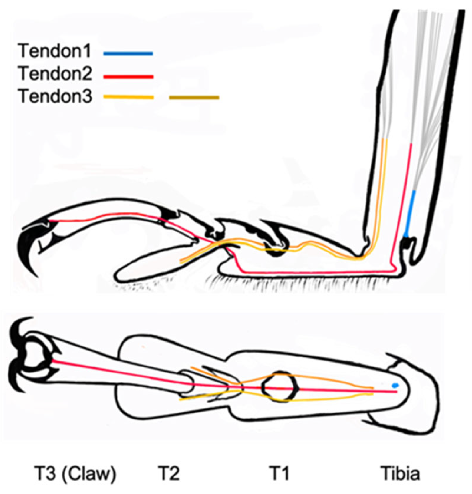 Biomimetics 09 00184 g012