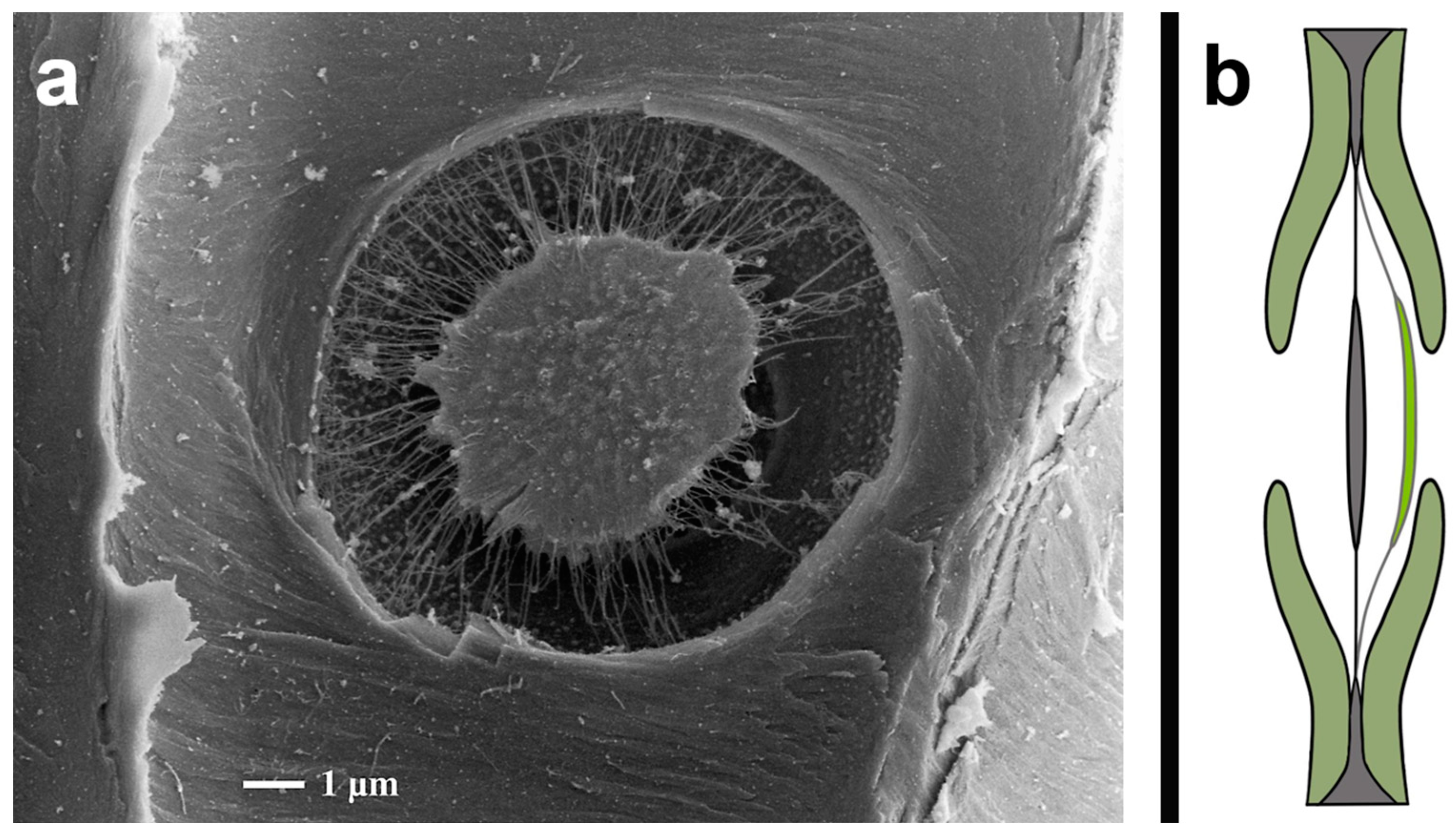 Biomimetics 09 00207 g001