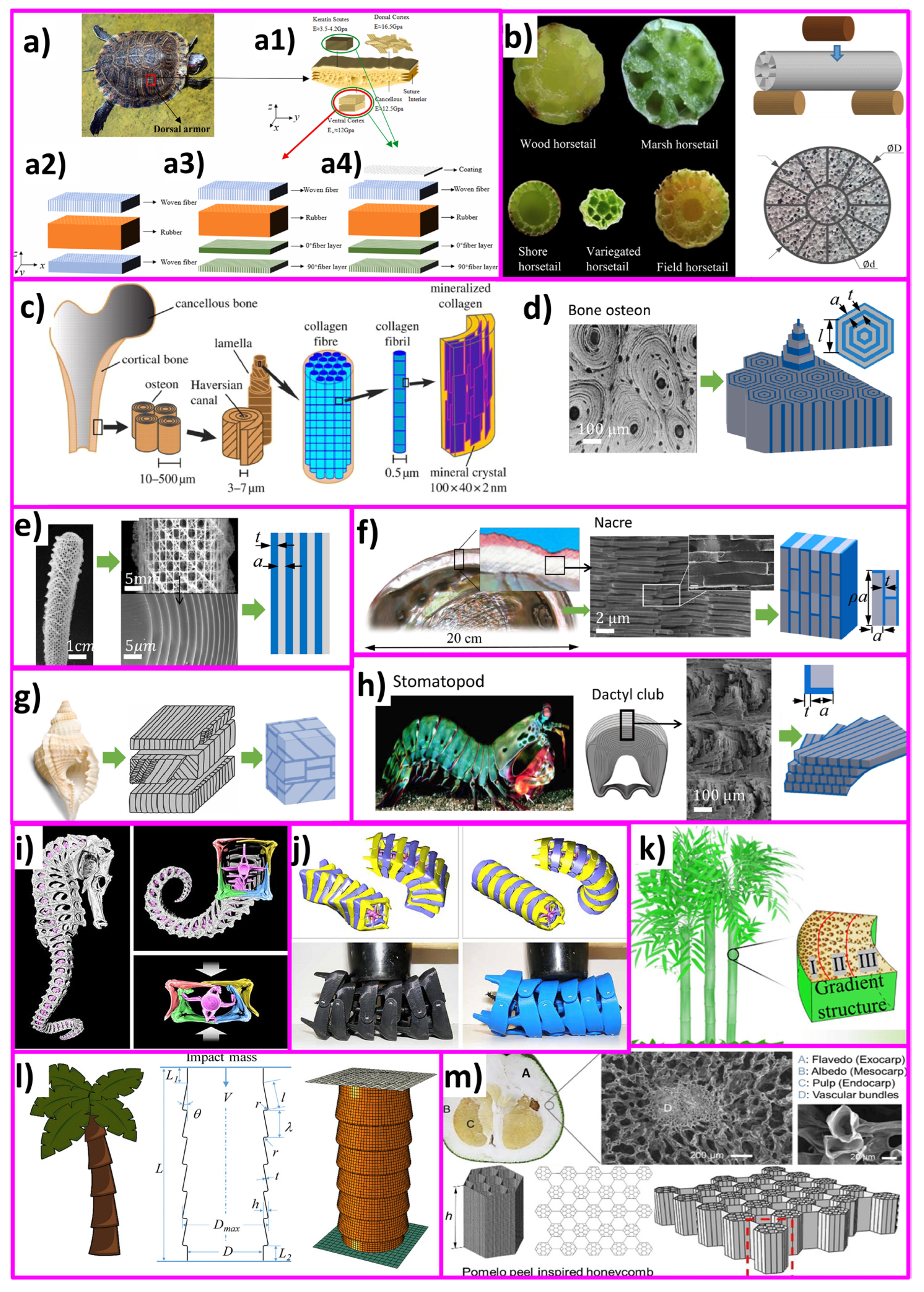 Biomimetics 09 00209 g016