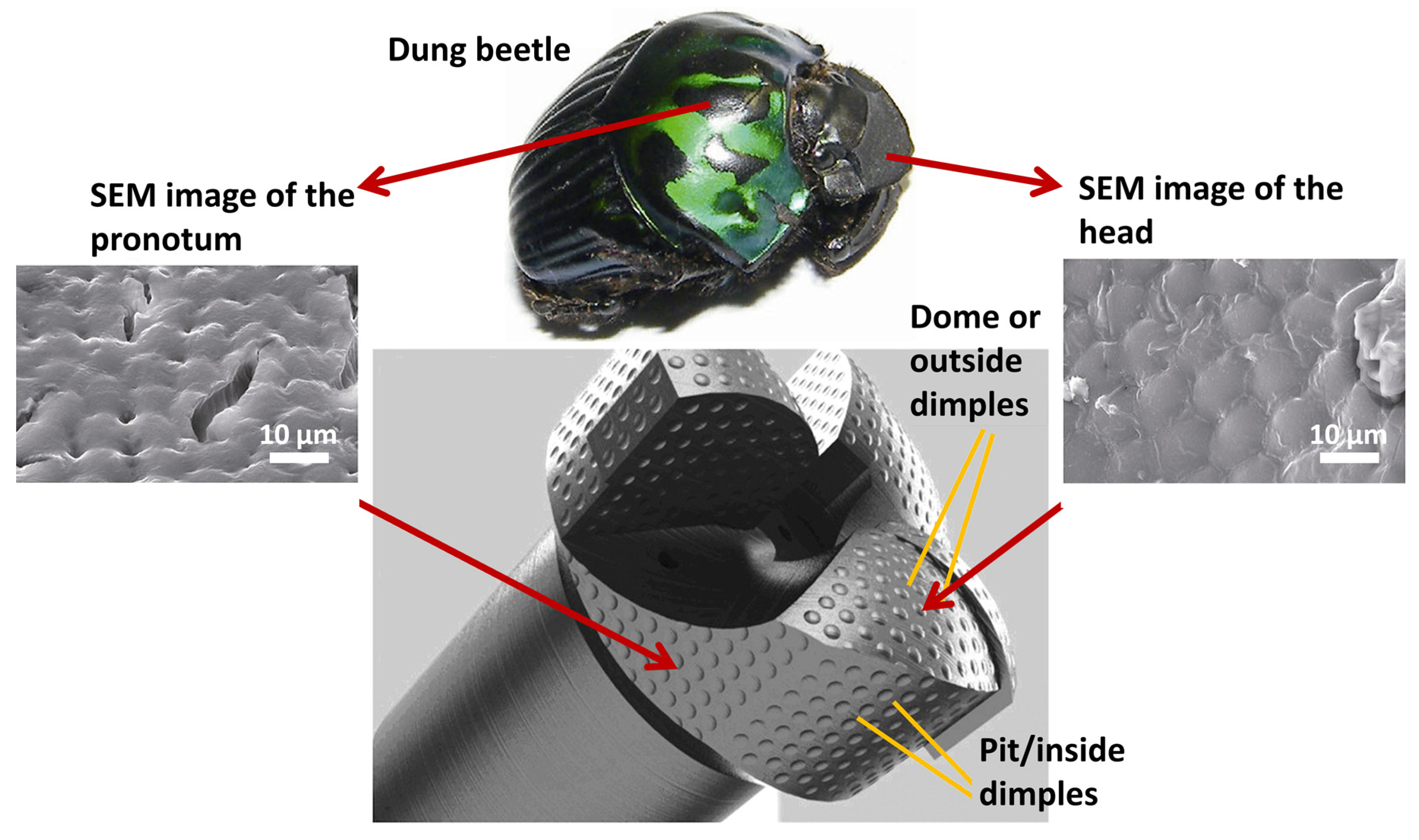 Biomimetics 09 00209 g020