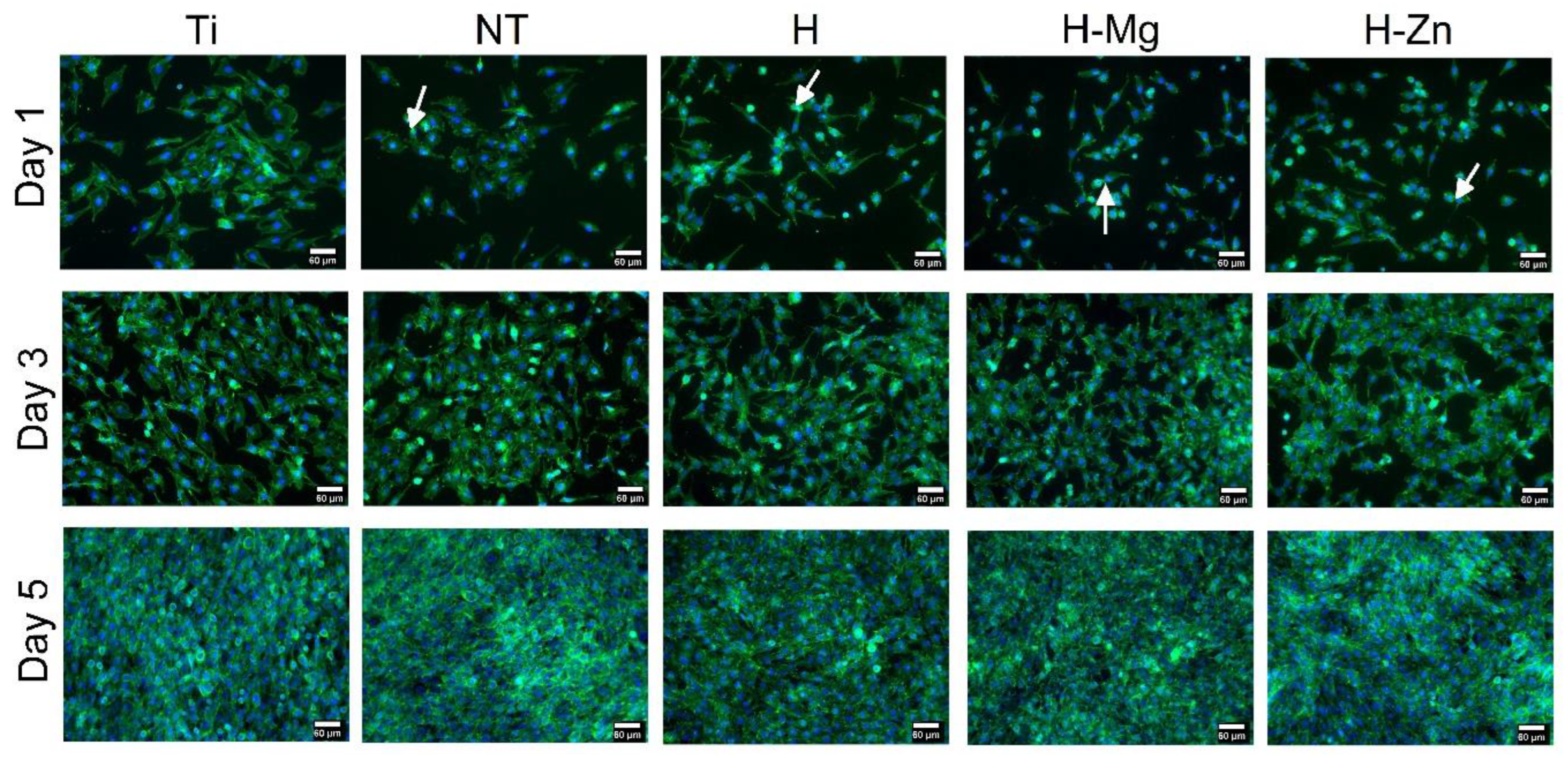 Biomimetics 09 00244 g008
