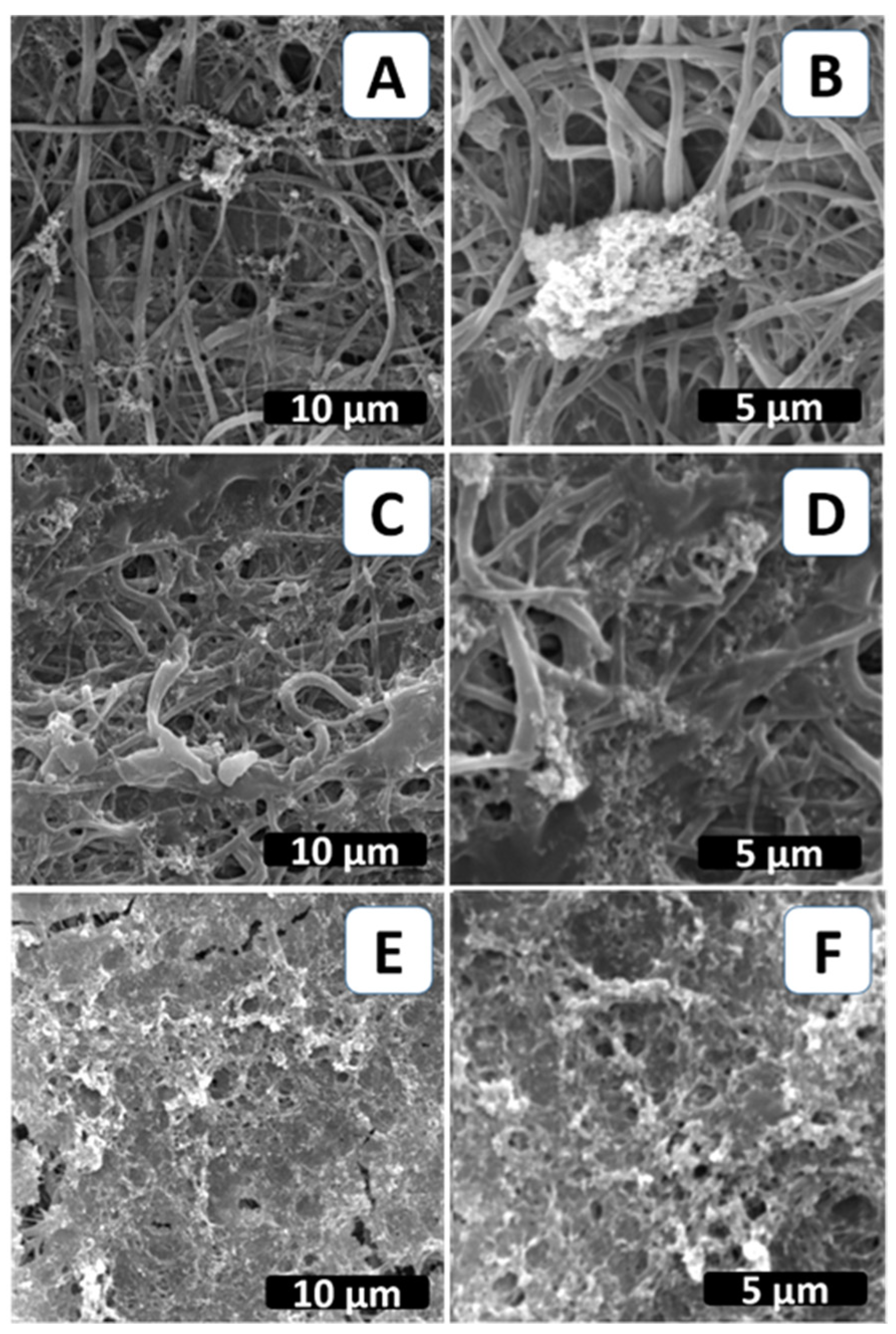 Biomimetics 09 00253 g002