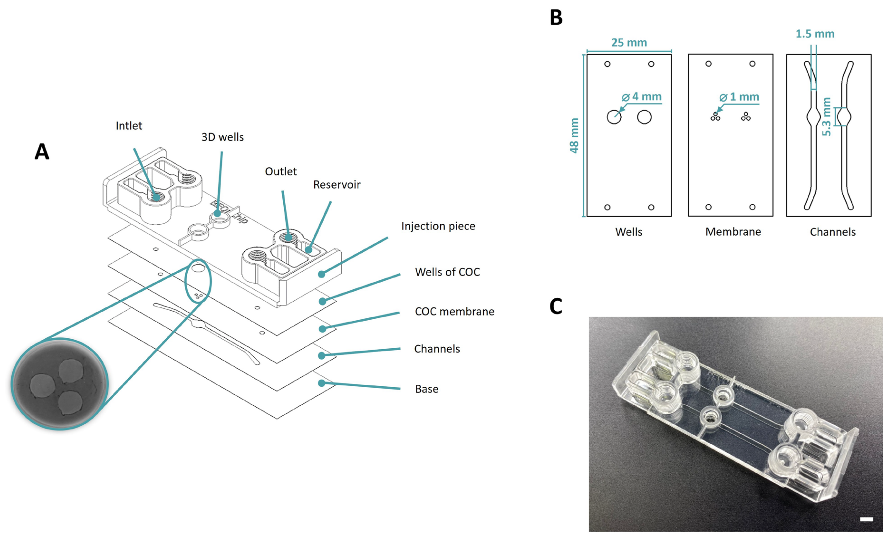 Biomimetics 09 00262 g002