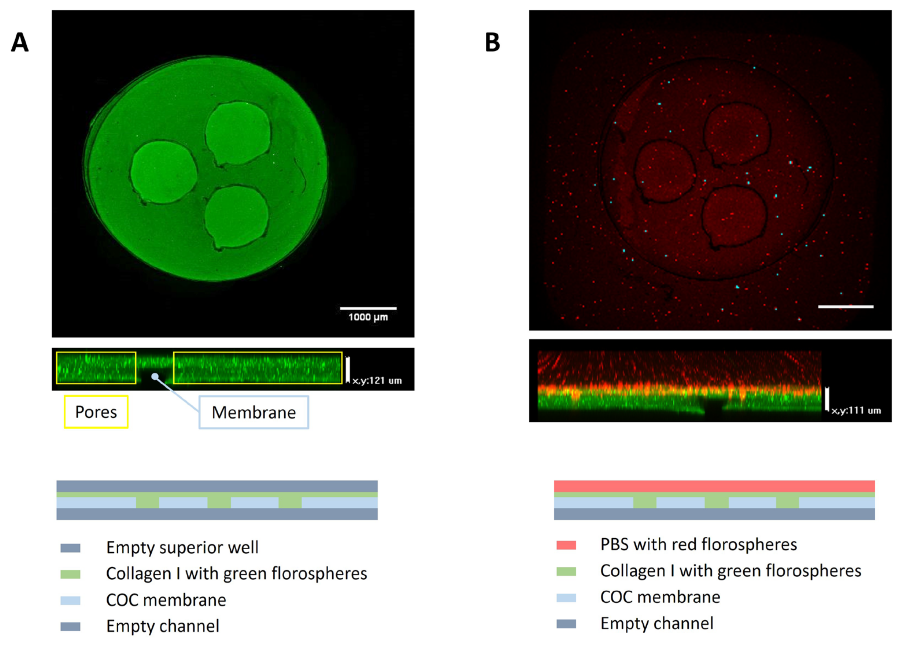 Biomimetics 09 00262 g003