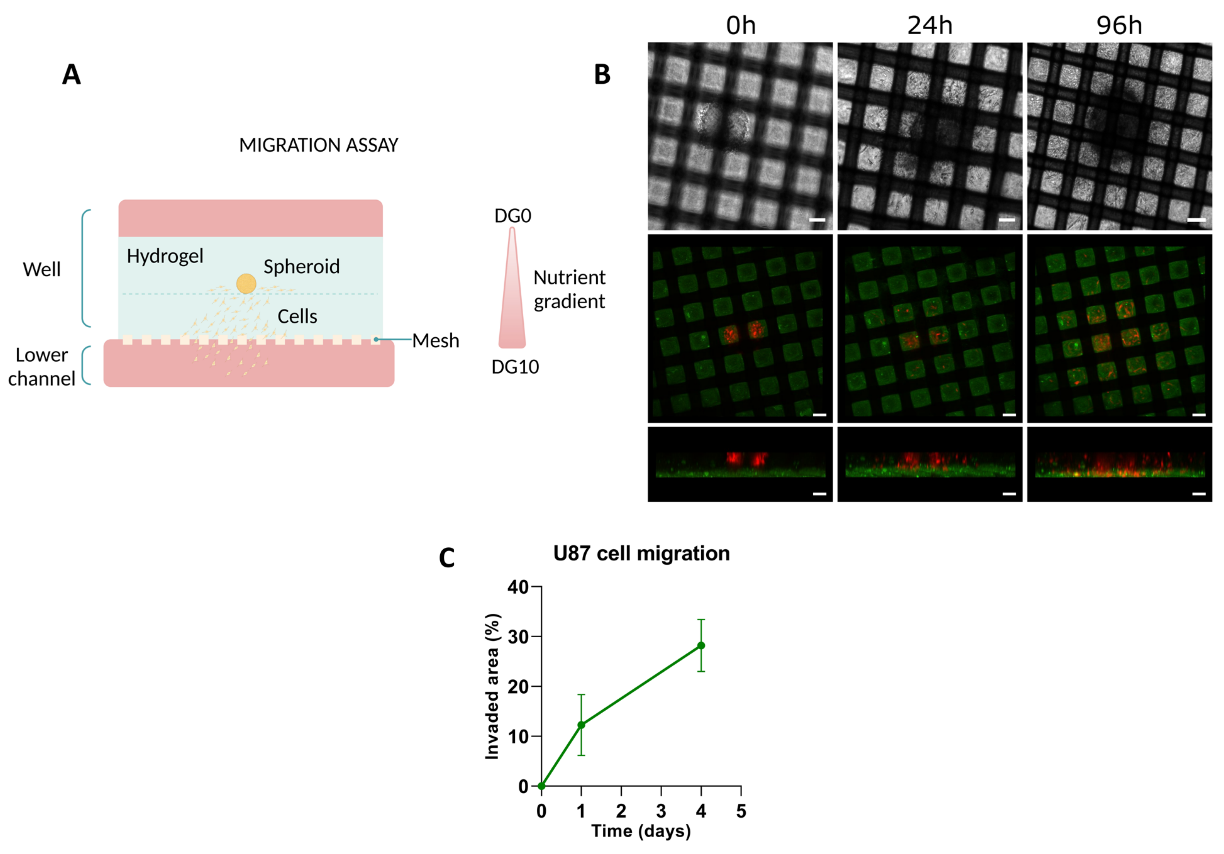 Biomimetics 09 00262 g005