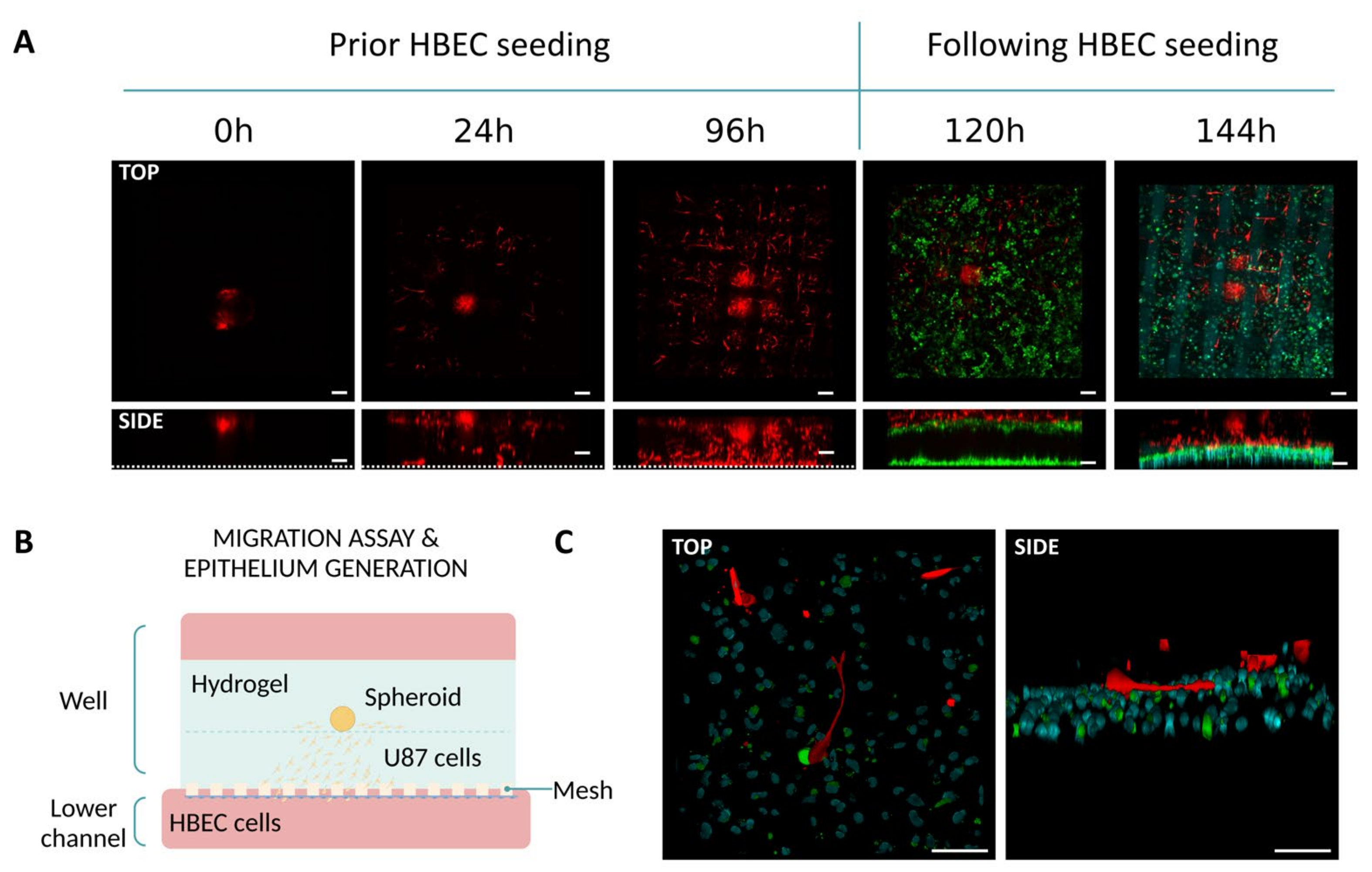 Biomimetics 09 00262 g006