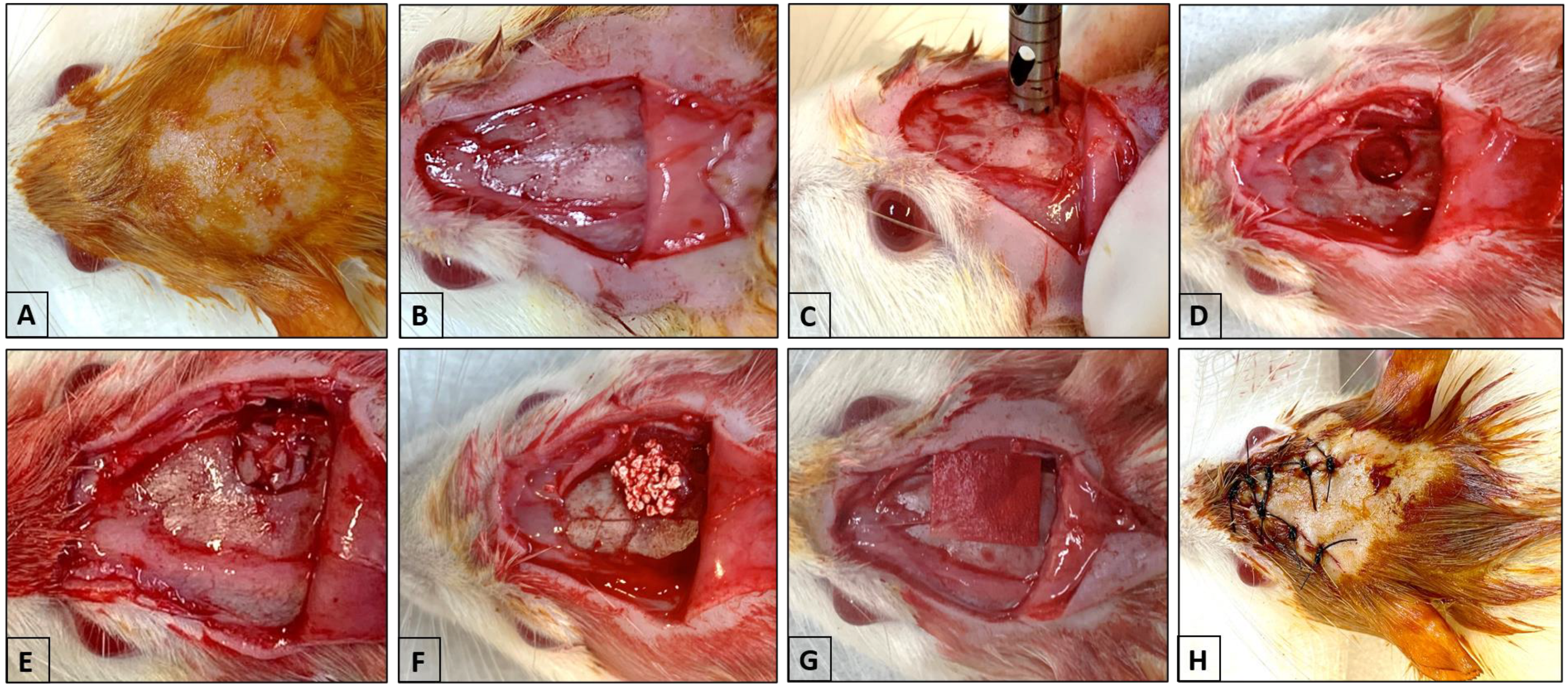 Biomimetics 09 00284 g001
